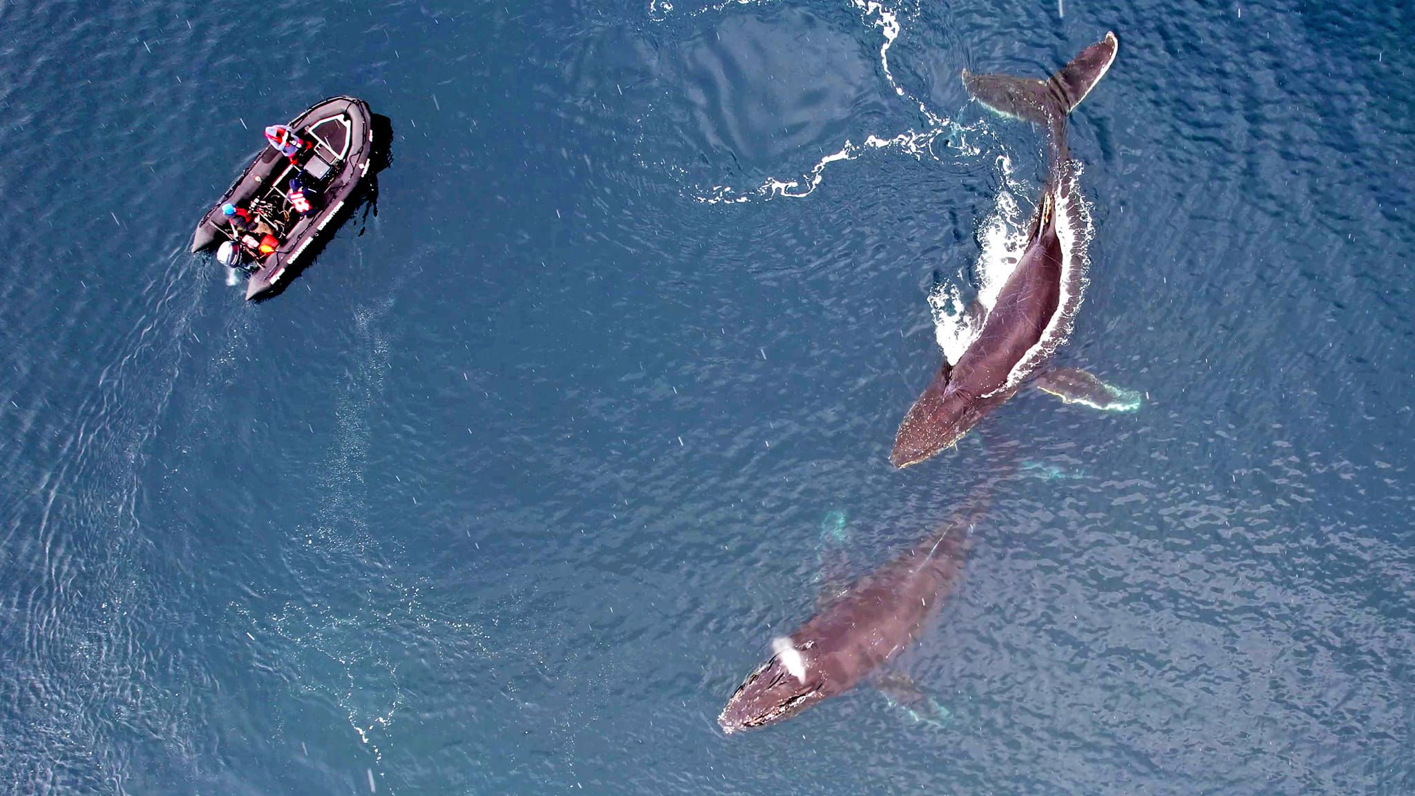 Українські полярники за допомогою дронів вивчають китів
