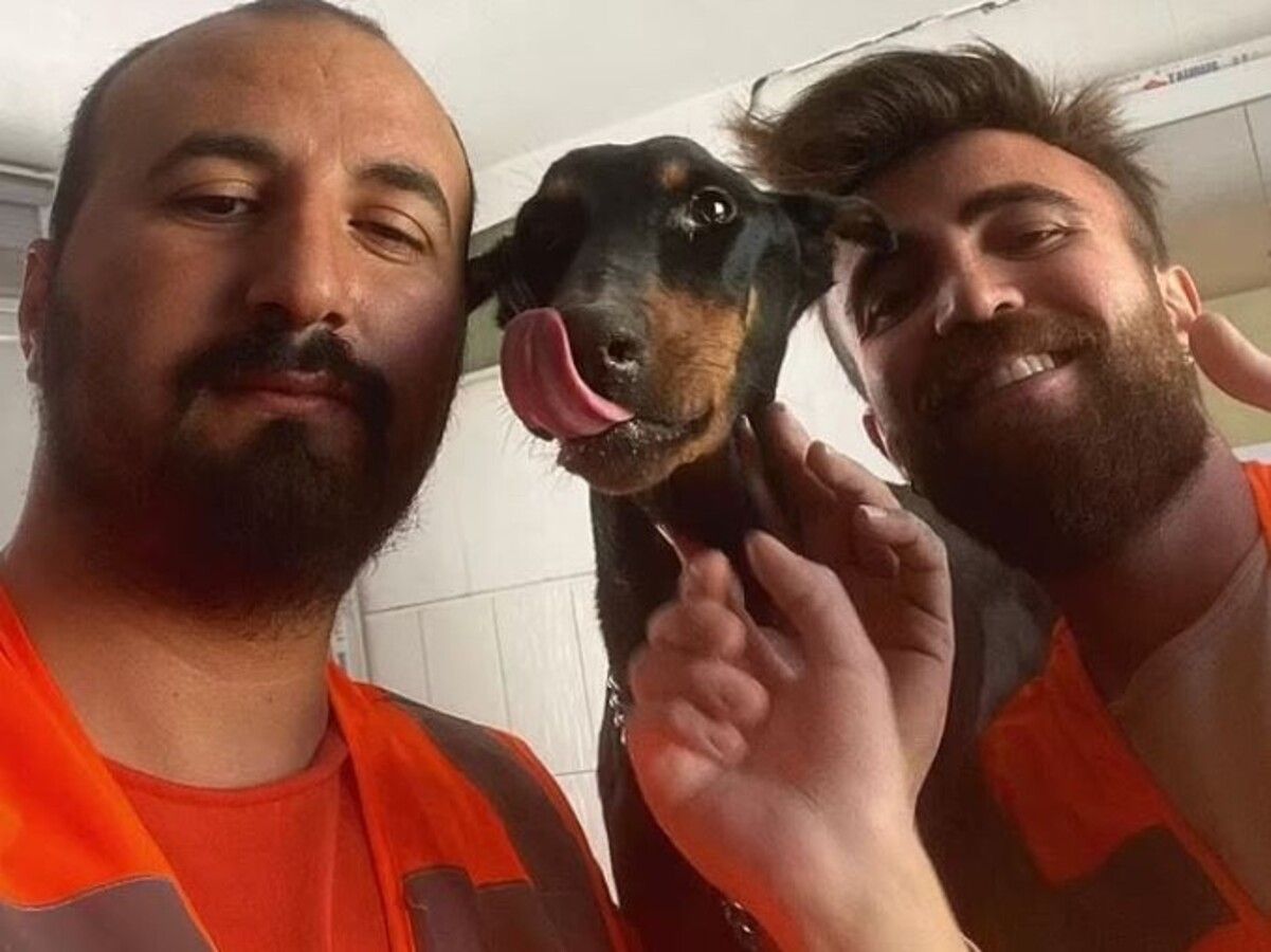 Собаку з трьома цуценятами врятовано через місяць після землетрусу в Туреччині