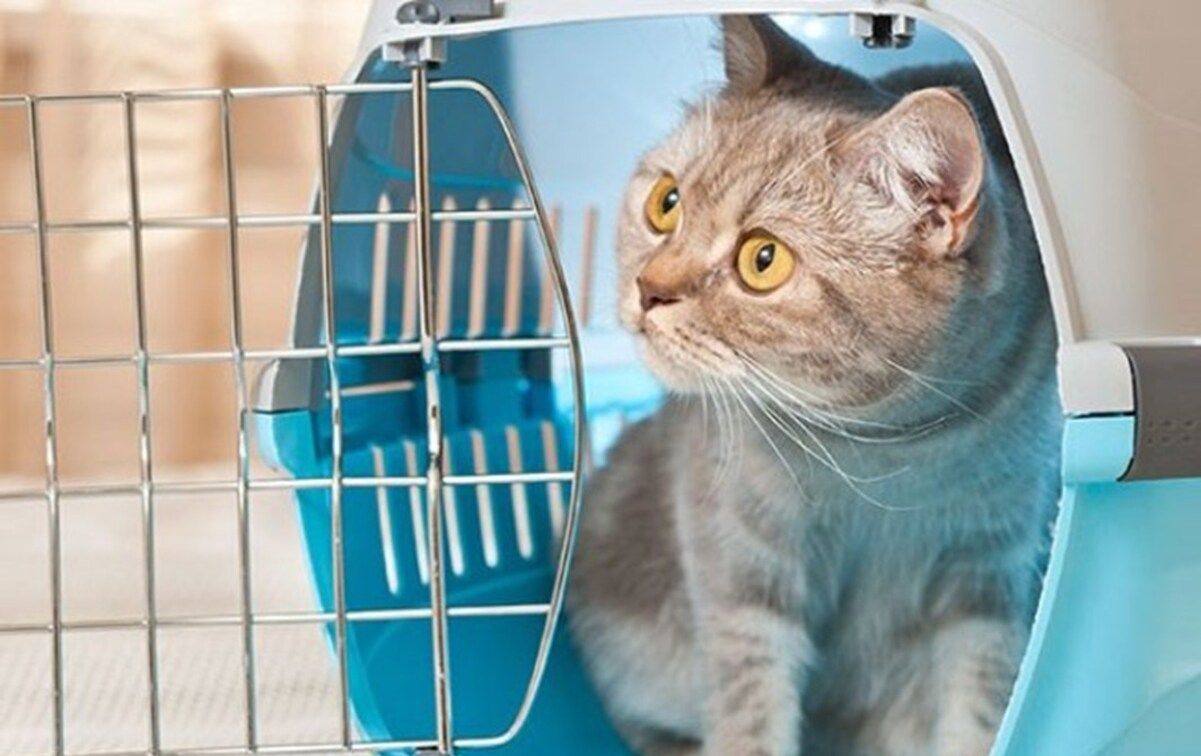 Польща скасувала спрощені правила перевезення домашніх тварин для українців Польща скасувала спрощені правила перевезення домашніх тварин для українців