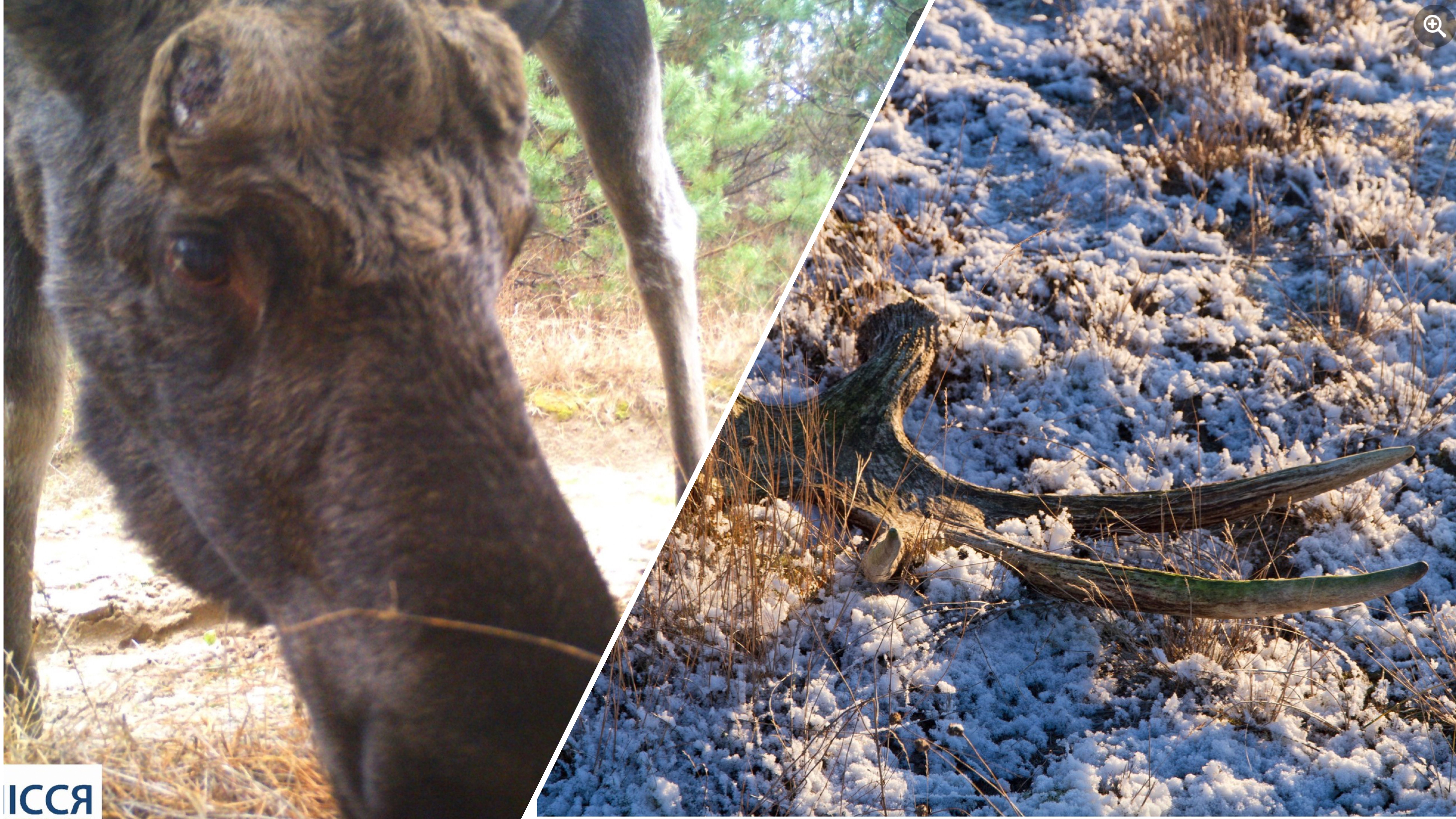 У Чорнобильській зоні олені та лосі поскидали роги У Чорнобильській зоні олені та лосі поскидали роги