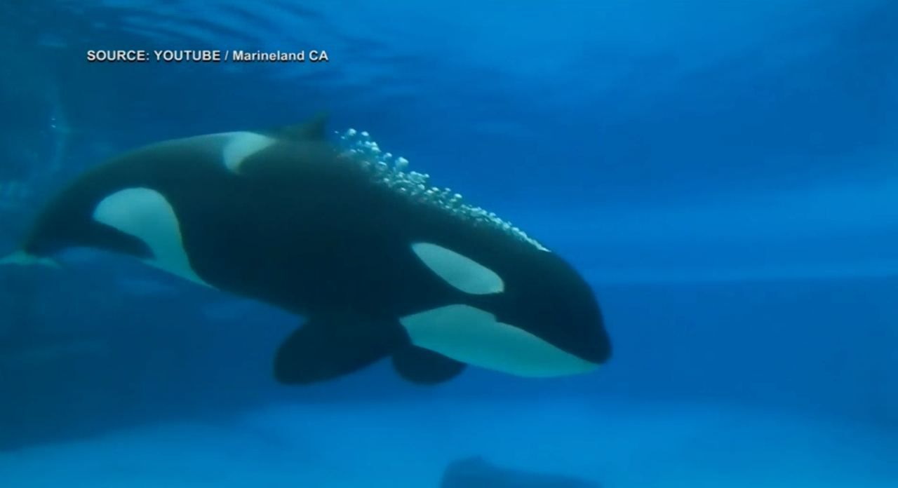 Умерла "самая одинокая косатка в мире" Умерла "самая одинокая косатка в мире"