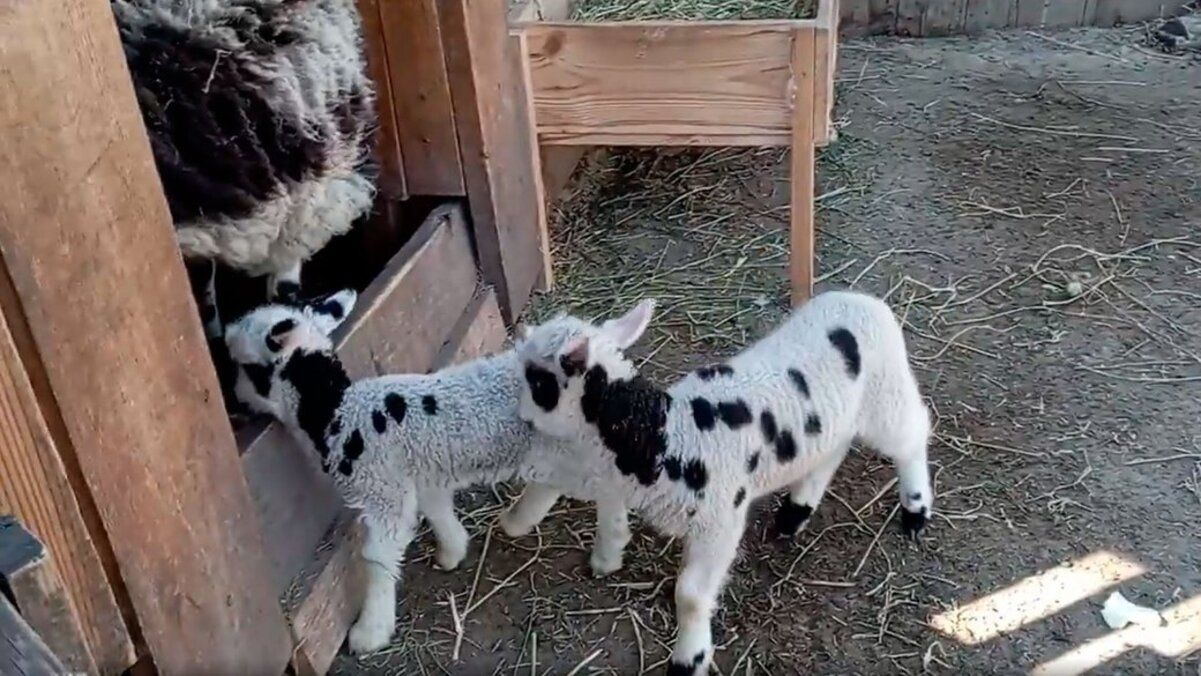 У Миколаївському зоопарку показали новонароджених ягнят У Миколаївському зоопарку показали новонароджених ягнят