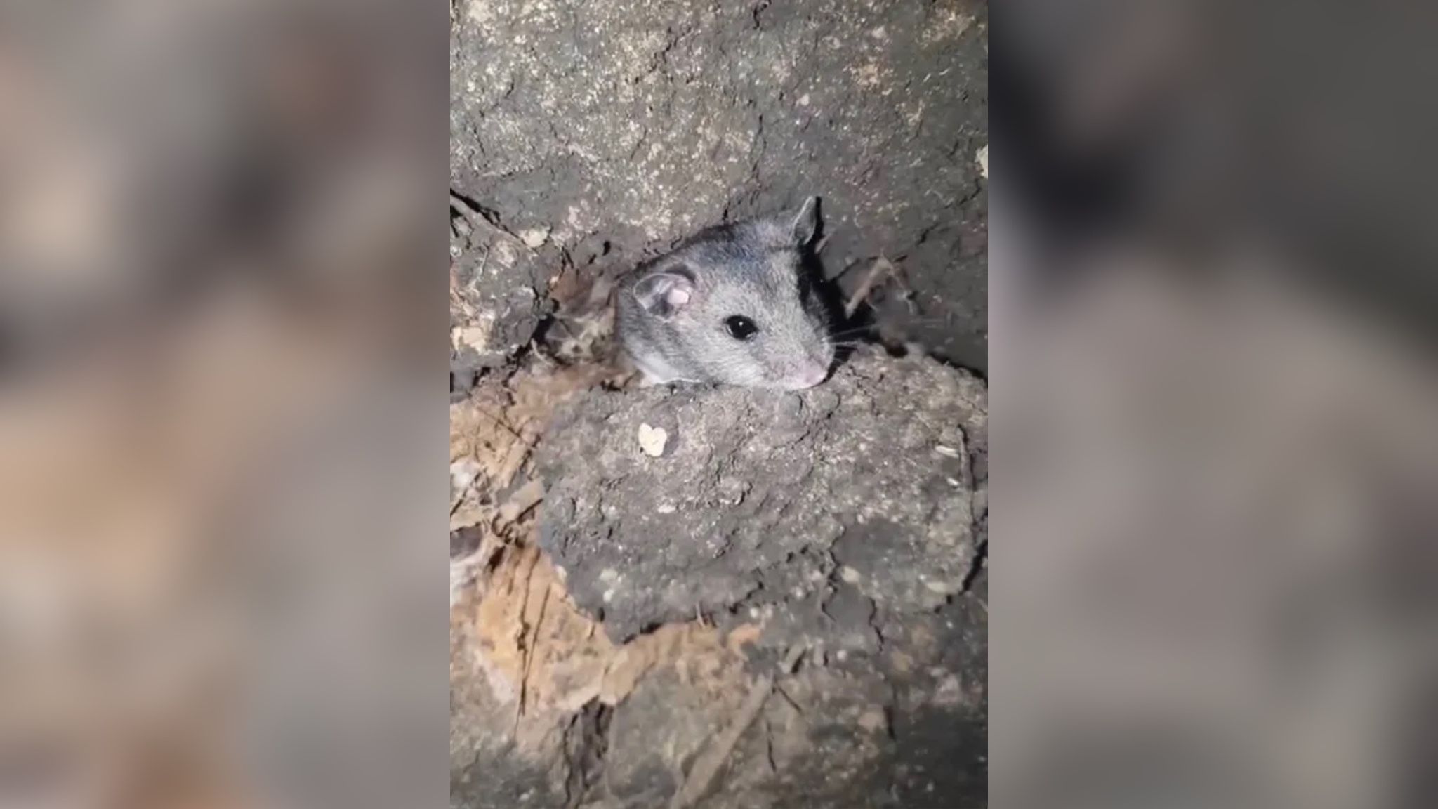 Украинские пограничники показали милого угледарского хомяка Украинские пограничники показали милого угледарского хомяка