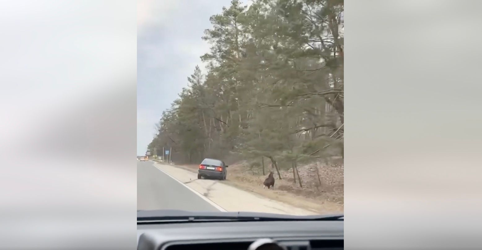 Под Киевом произошло ДТП с участием лося Под Киевом произошло ДТП с участием лося