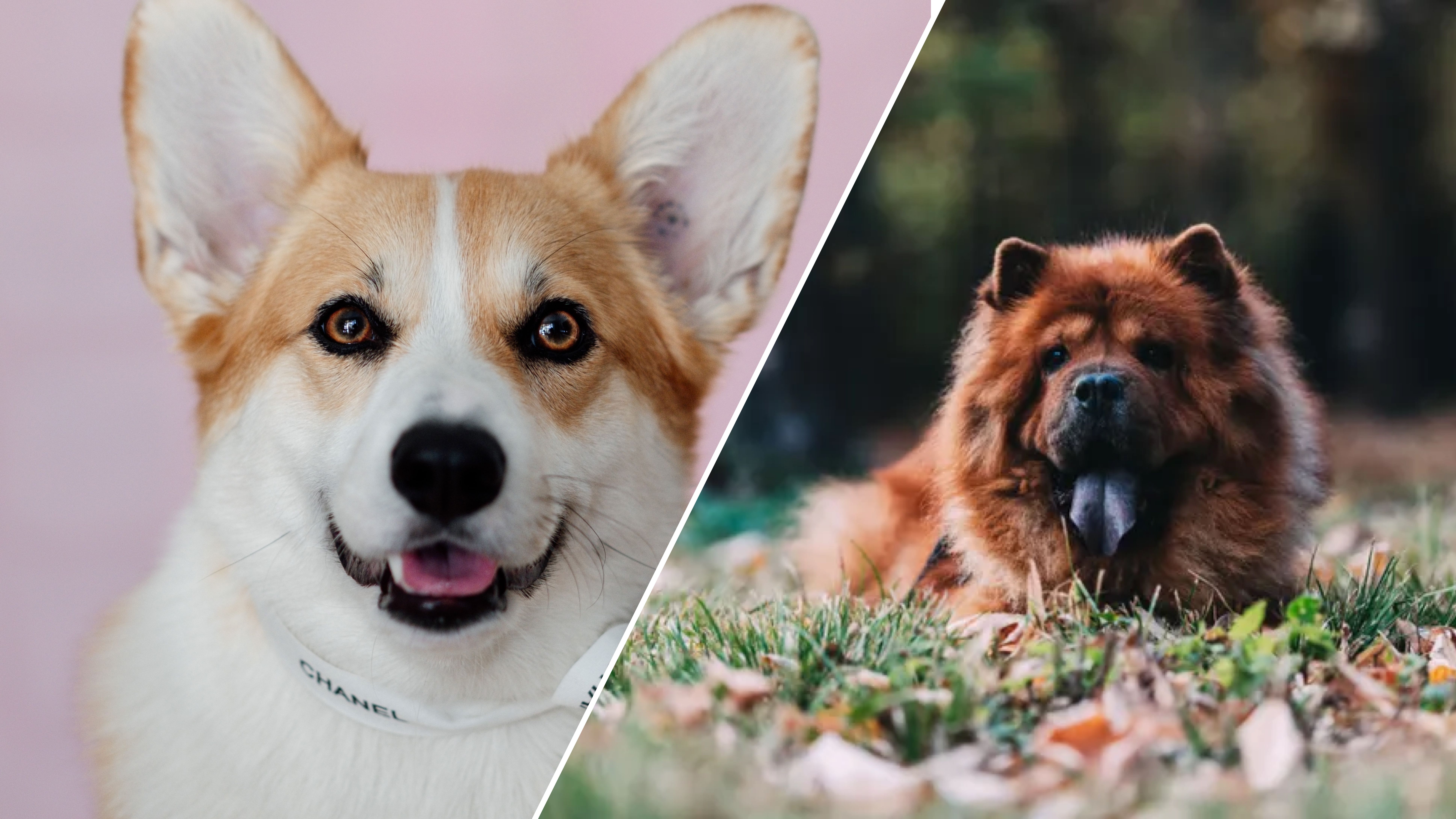 7 найдорожчих собачих порід у світі 7 найдорожчих собачих порід у світі