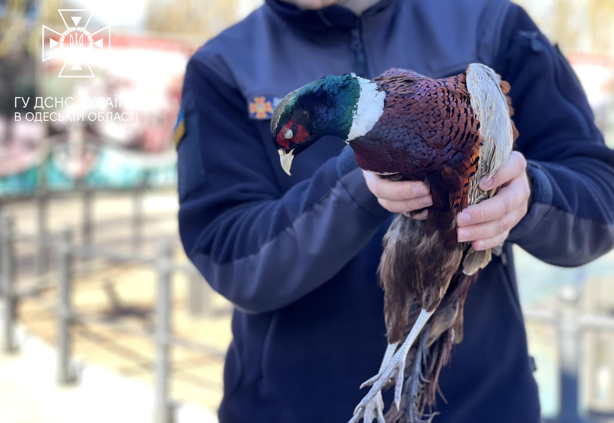 ГСЧС спасла фазана и передали в Одесский зоопарк