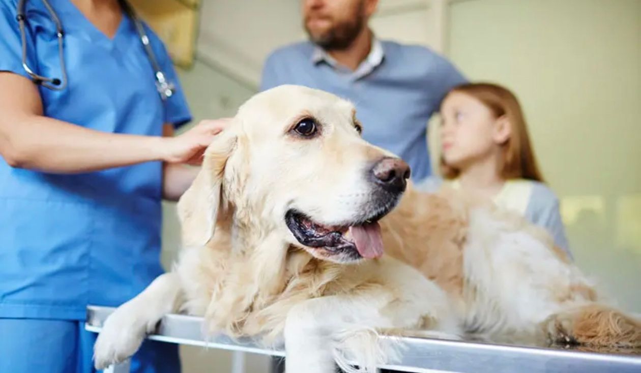 В 23 городах Украины можно бесплатно простерилизовать домашнее животное В 23 городах Украины можно бесплатно простерилизовать домашнее животное