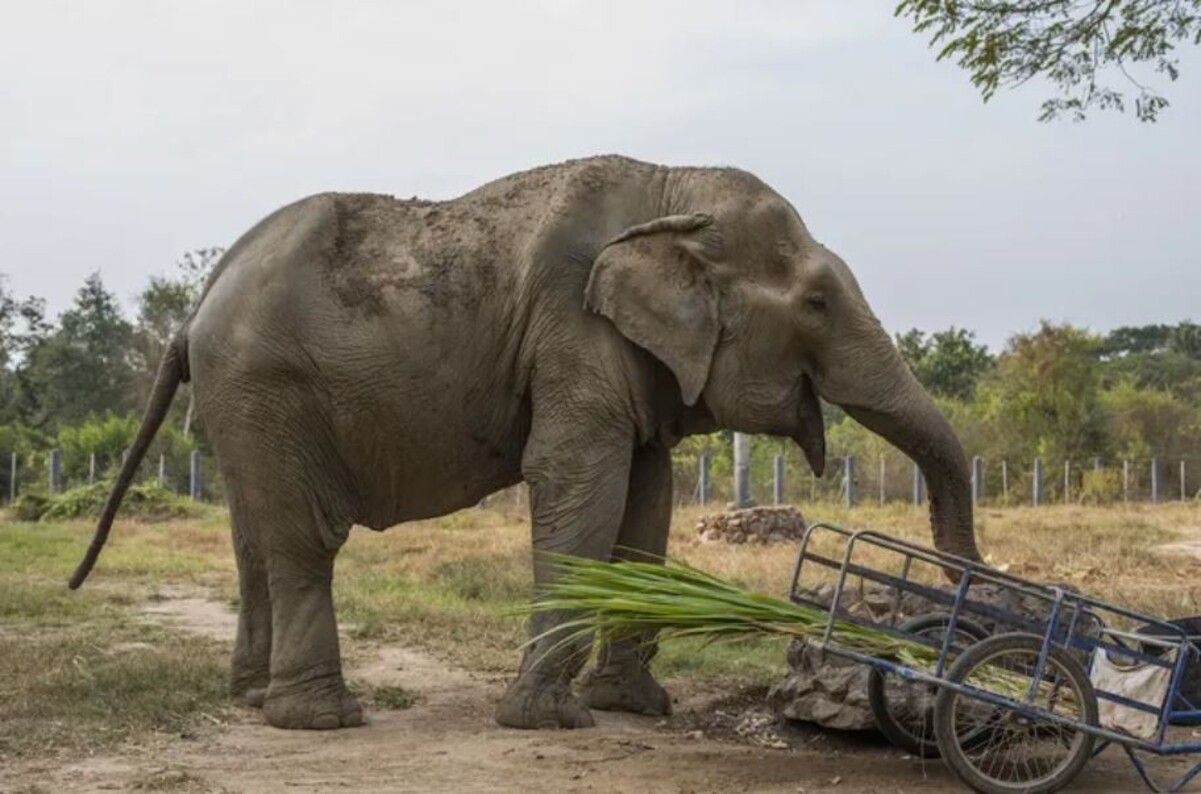 Зоозащитники спасли слониху с деформированным хребтом