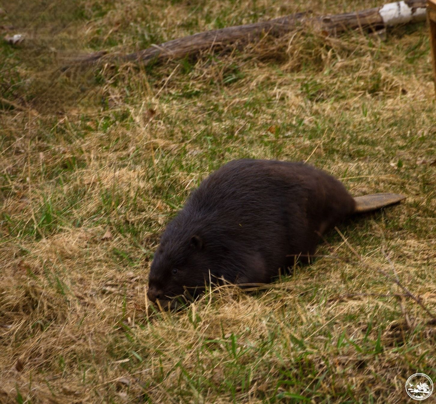 Бобры в Чернобыле Бобры в Чернобыле