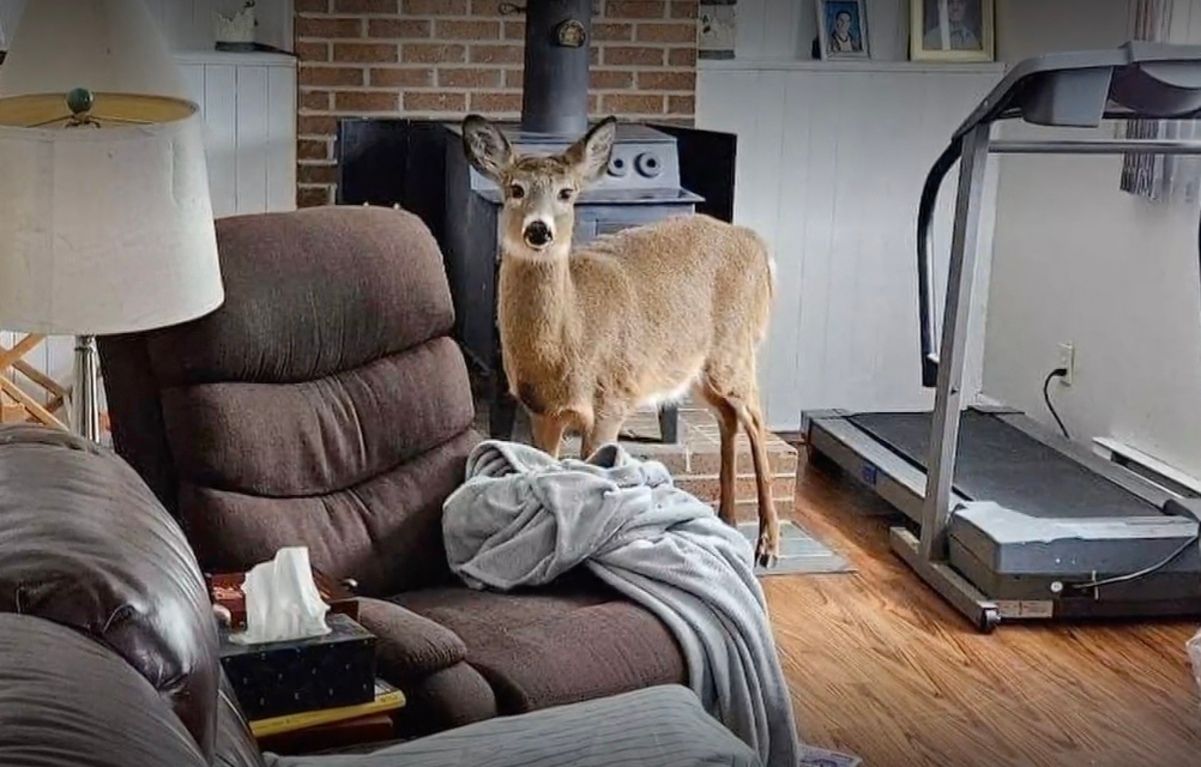 Олень вдерся в домівку людей Олень вдерся в домівку людей