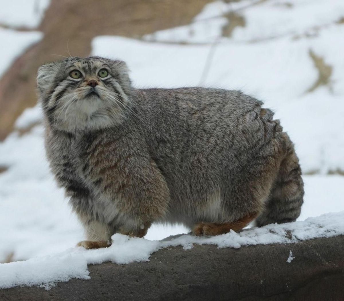 На горе Эверест впервые обнаружили загадочный вид кошек.