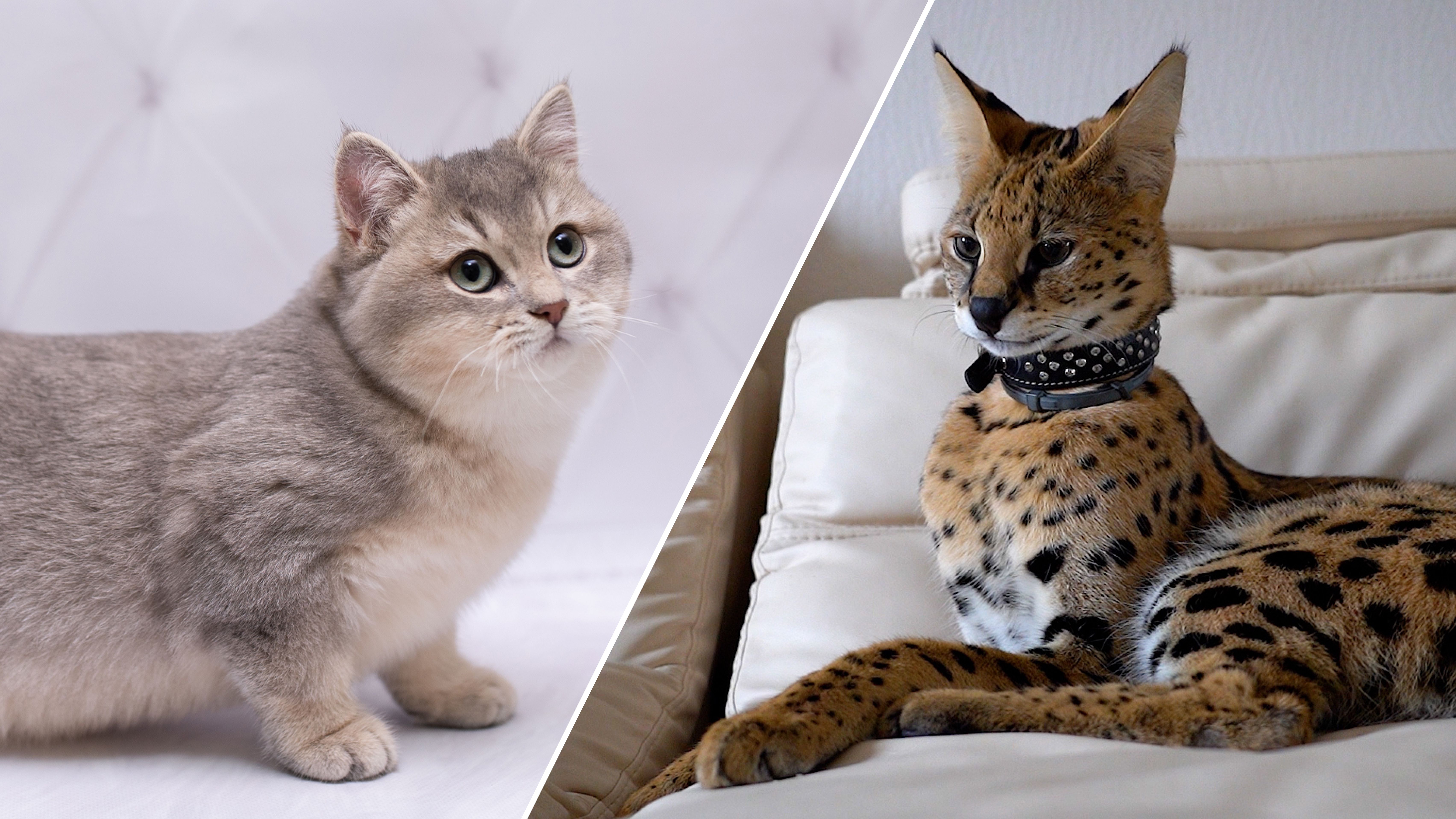 8 порід кішок, які відрізняються особливим зовнішнім виглядом