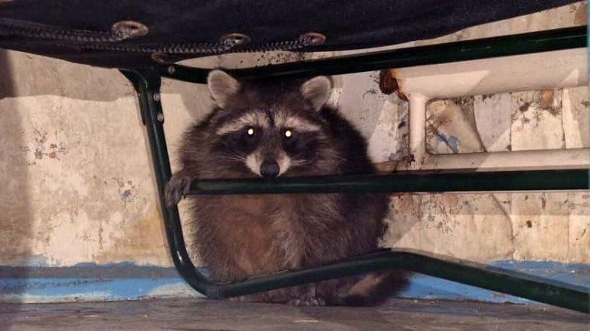 Єнот, якого прихистили бійці 14 ОМБр Єнот, якого прихистили бійці 14 ОМБр