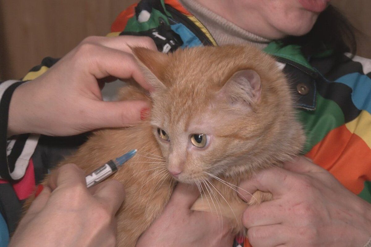 У Харкові планують вакцинувати від сказу 3 500 тварин - Pets