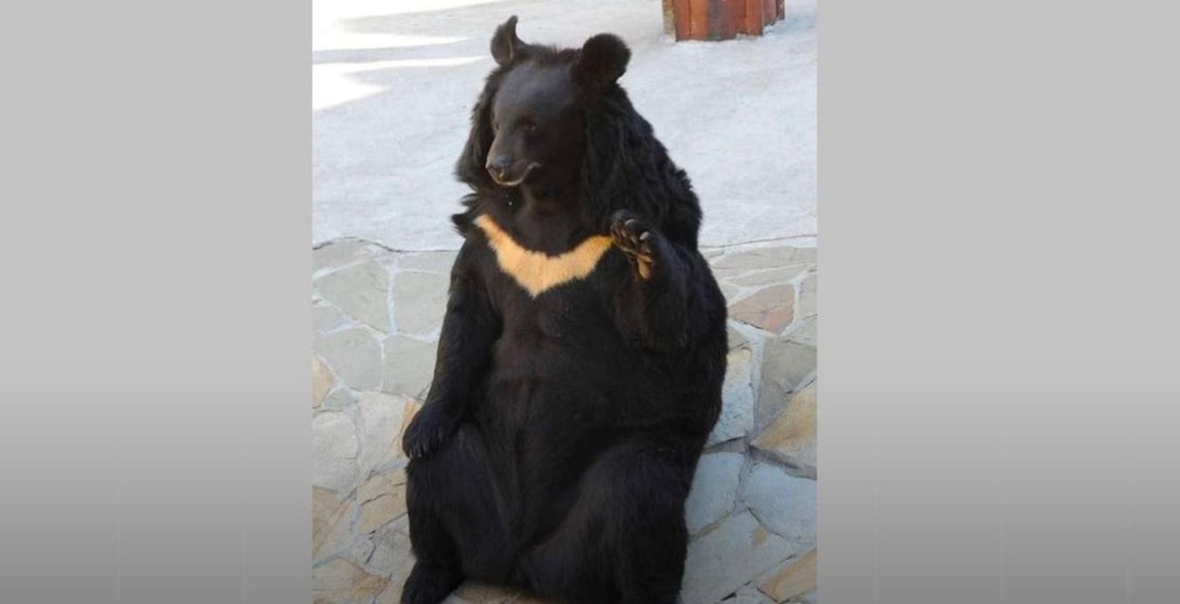 Со Львовщины в Германию отправили двух гималайских медведиц Со Львовщины в Германию отправили двух гималайских медведиц