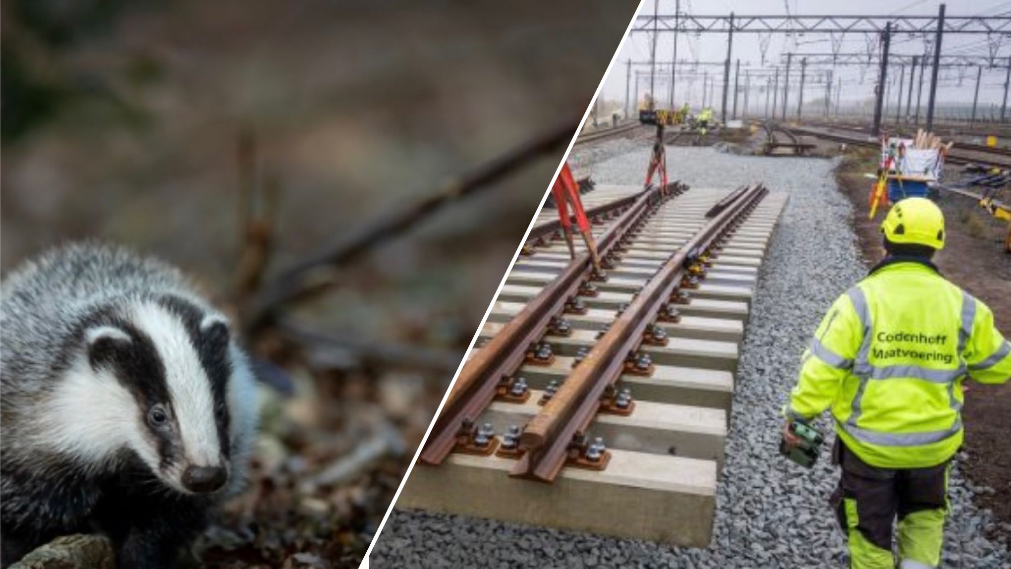 У Нідерландах призупинили популярний залізничний маршрут через борсуків