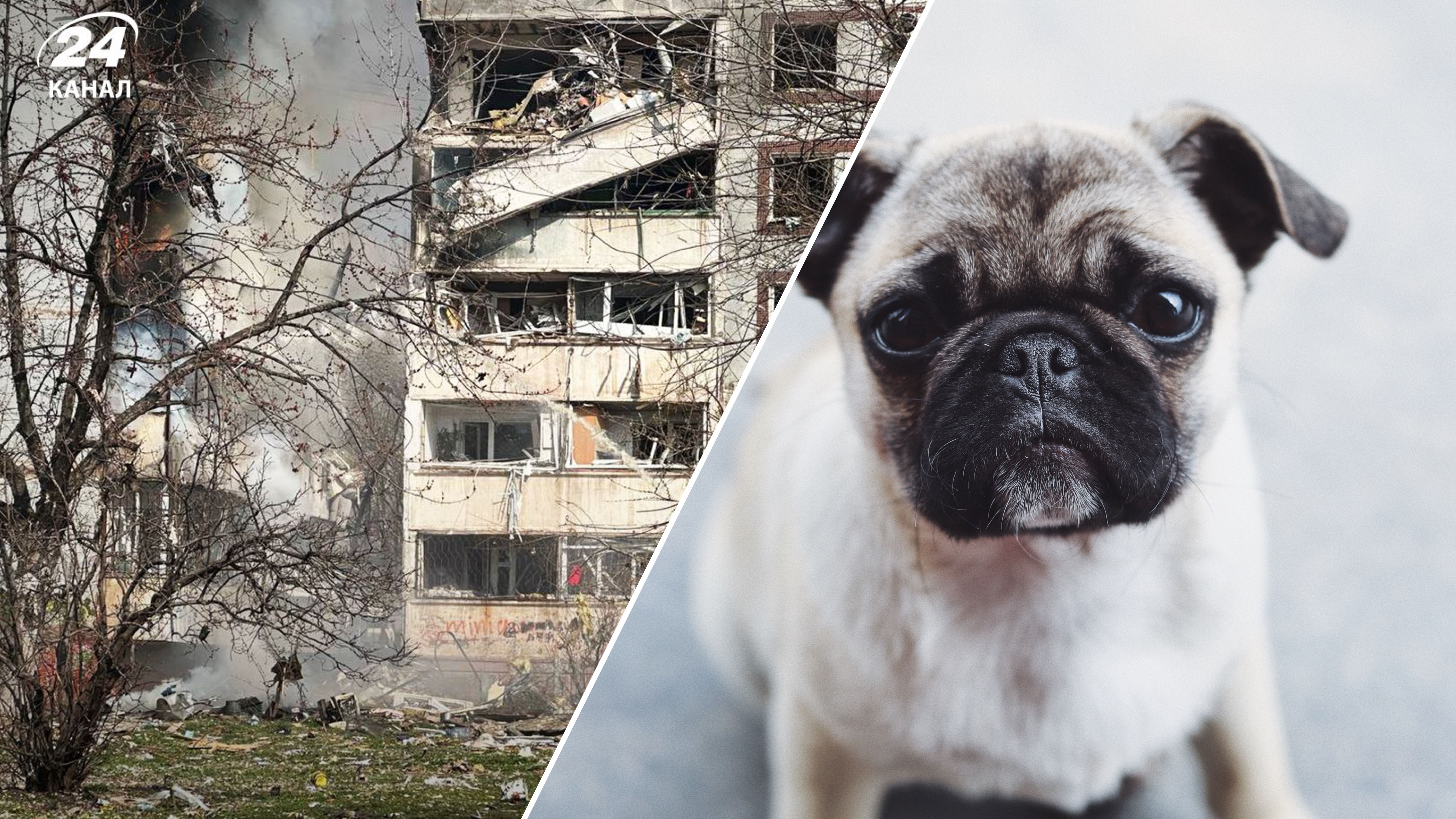 ДСНС врятували з небезпеки маленького мопса у Запоріжжі ДСНС врятували з небезпеки маленького мопса у Запоріжжі