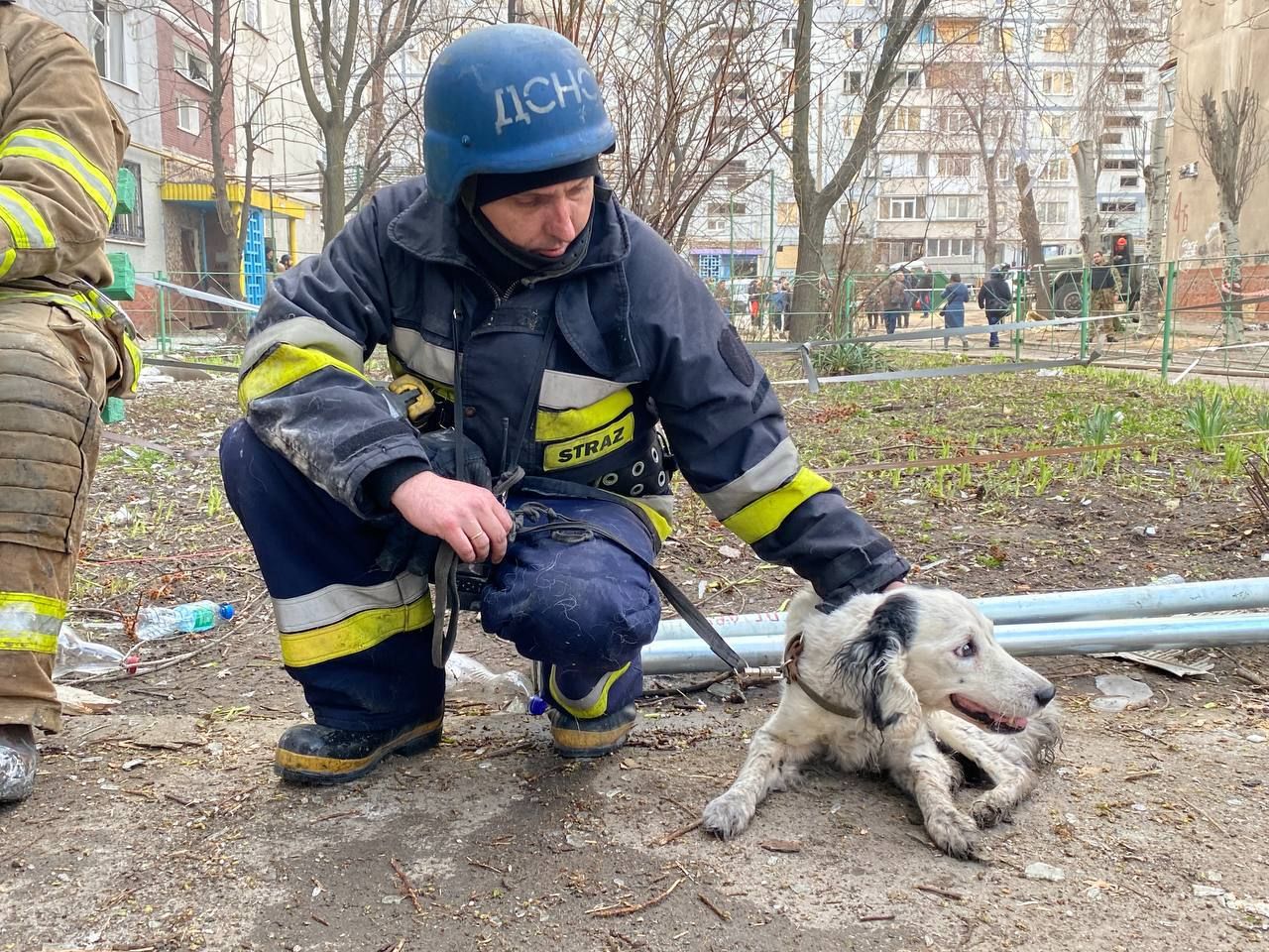 ГСЧС продолжает спасение животных из-под завалов дома в Запорожье ГСЧС продолжает спасение животных из-под завалов дома в Запорожье