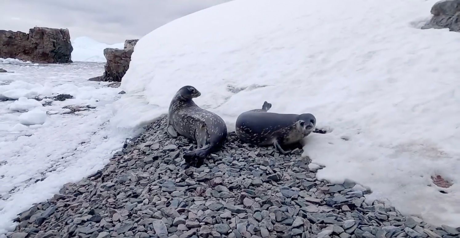 Украинские полярники показали забавное видео с играми тюленят