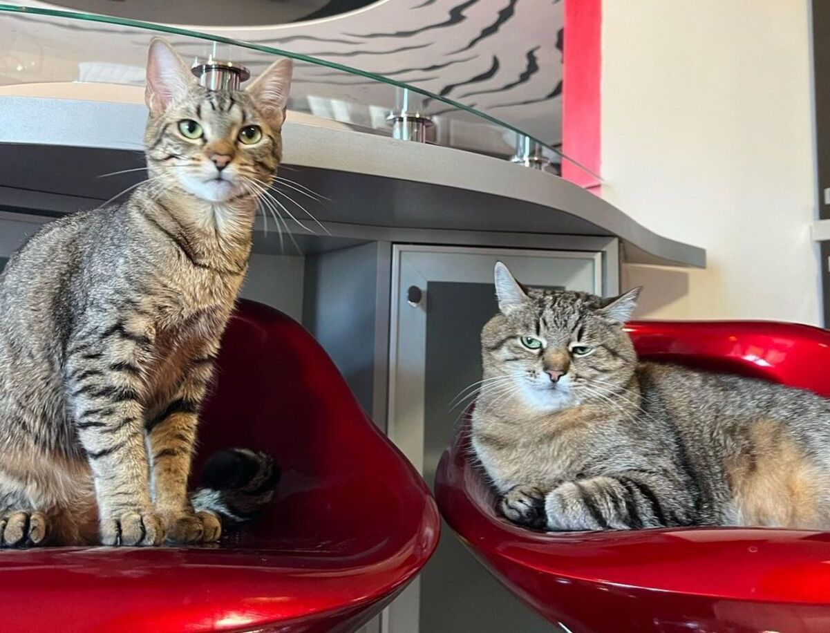 Кот Степан наконец-то вернулся в Харьков Кот Степан наконец-то вернулся в Харьков