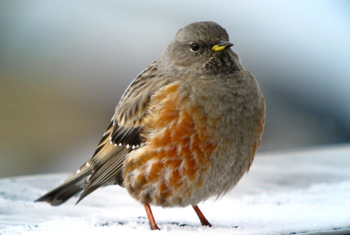 На гору Поп Иван в Карпатах прилетела альпийская тыновка На гору Поп Иван в Карпатах прилетела альпийская тыновка