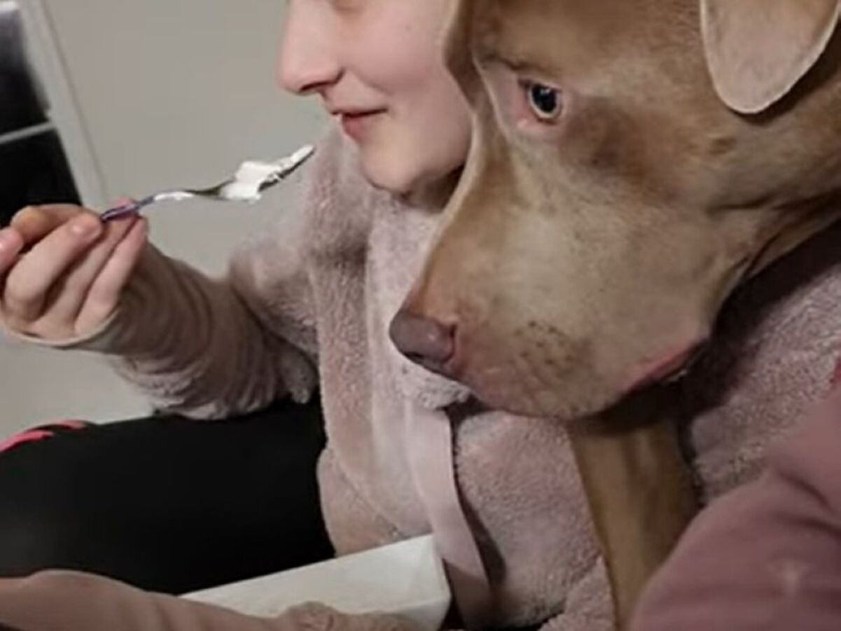 Песик держится изо всех сил, чтобы не наброситься на мороженое Песик держится изо всех сил, чтобы не наброситься на мороженое