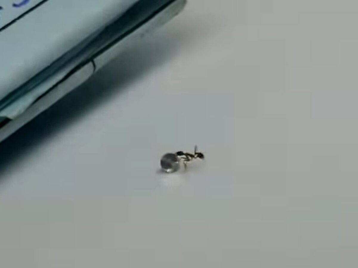 Мураха пограбувала ювелірний салон на величезну суму Мураха пограбувала ювелірний салон на величезну суму