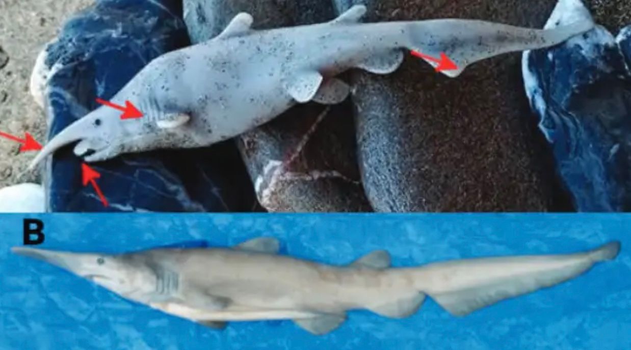 Акула-гоблін чи пластикова іграшка з e-Bay