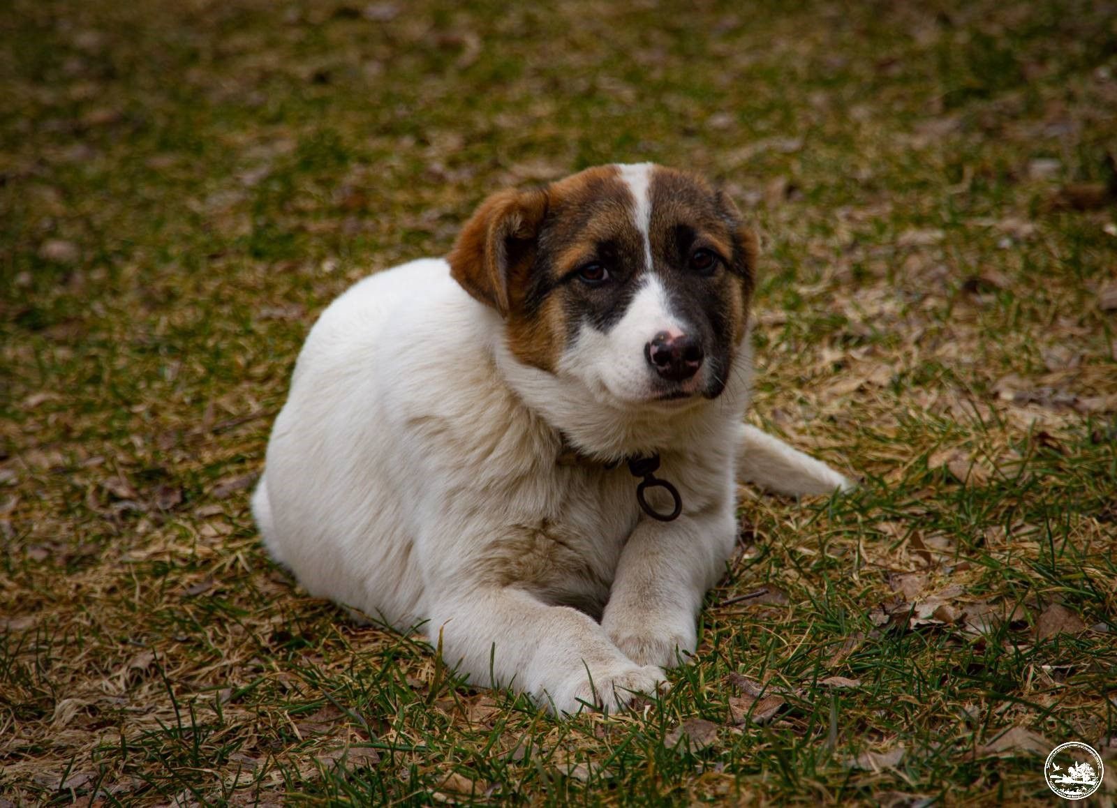 В Чорнобилі показали милих свійських тварин, які мешкають в заповіднику В Чорнобилі показали милих свійських тварин, які мешкають в заповіднику