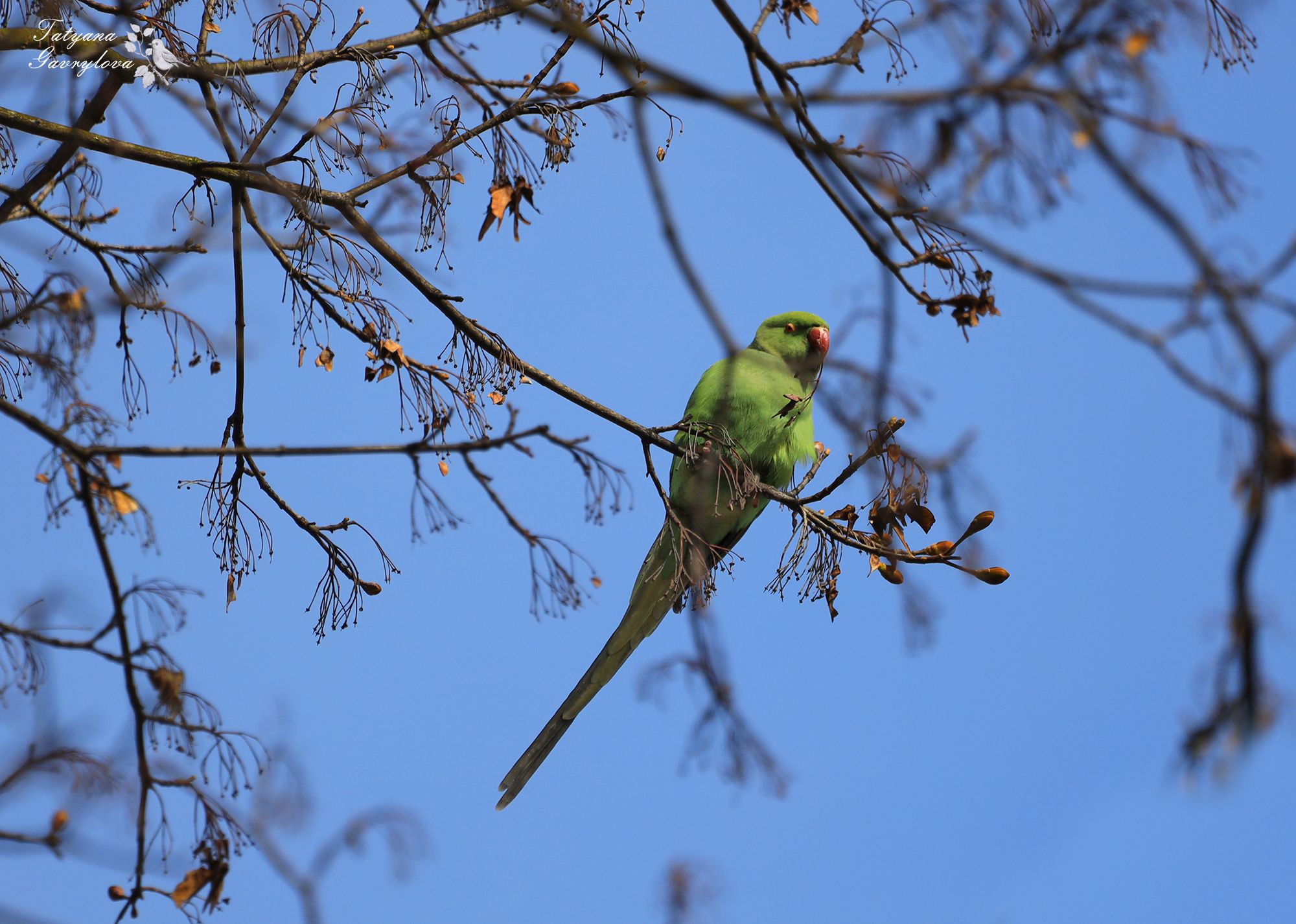 У Чернівцях помітили зелених папуг, які водяться в Африці - Pets