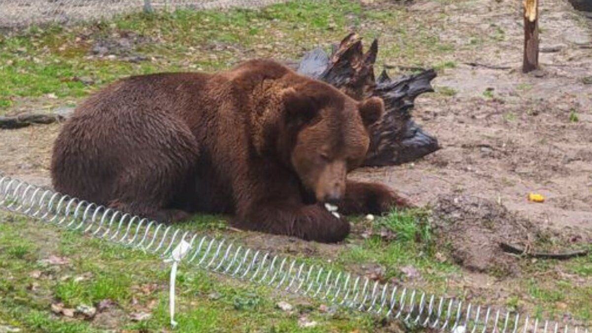 Медведь Бахмут в своем вольере Медведь Бахмут в своем вольере