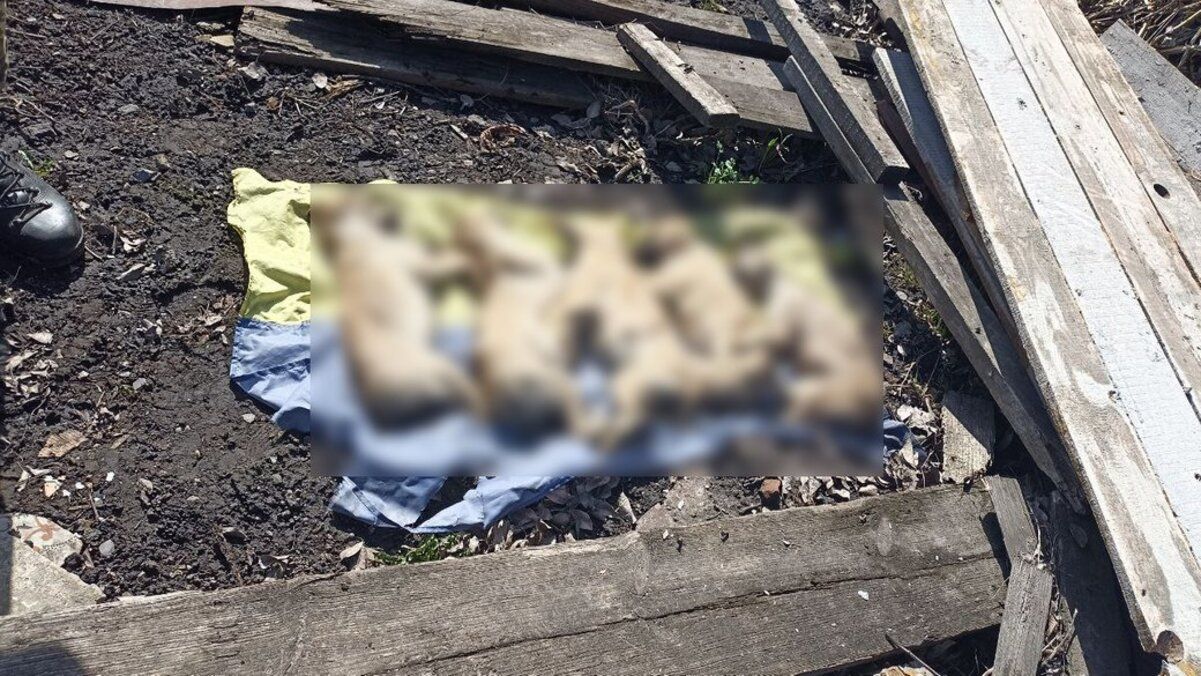 На Житомирщині в чоловіка на городі виявили 5 мертвих собак на прапорі України