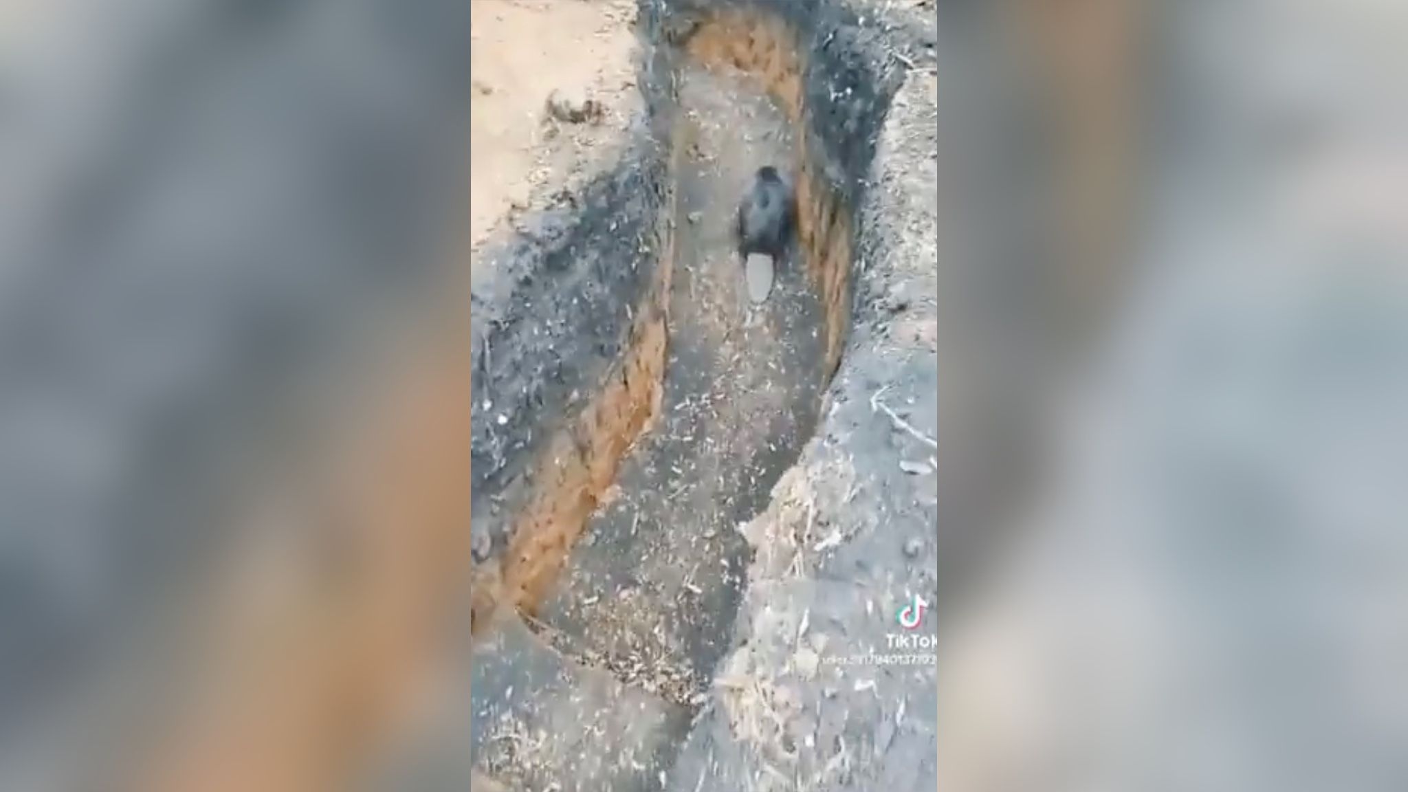 В окопі ЗСУ оселився бобер В окопі ЗСУ оселився бобер