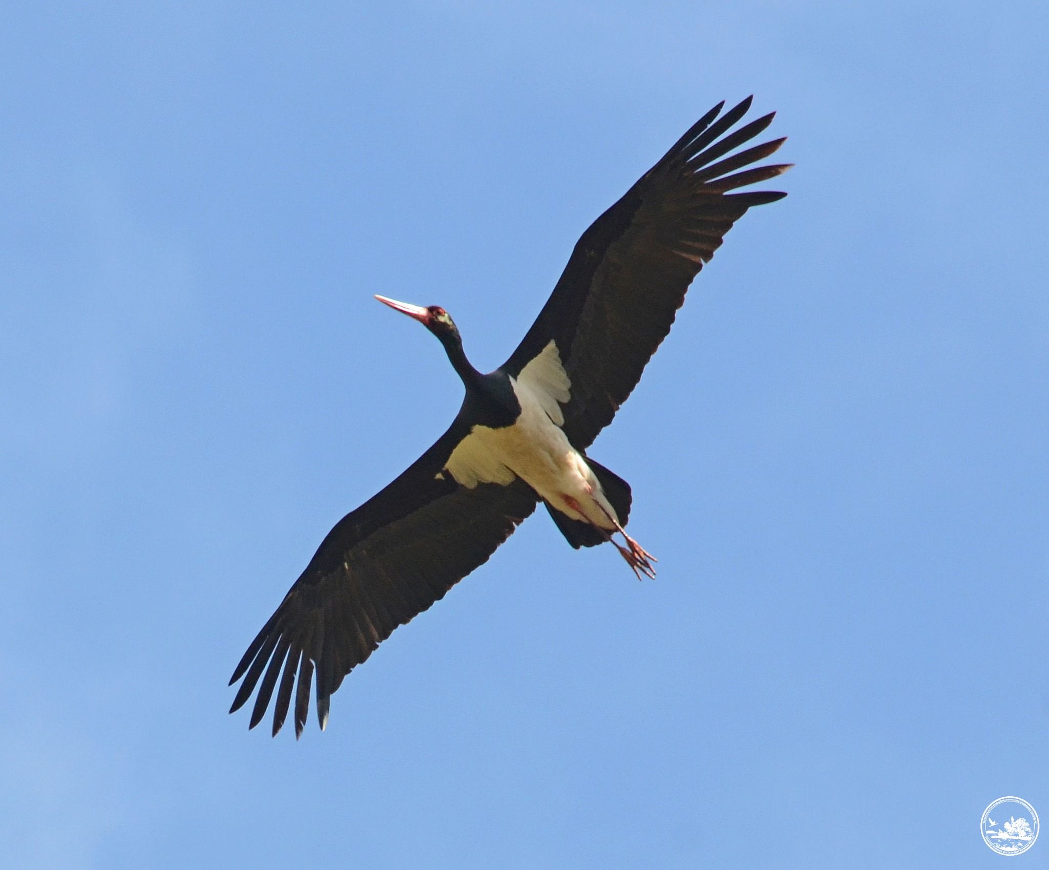 В Чернобыльском заповеднике показали краснокнижную птицу В Чернобыльском заповеднике показали краснокнижную птицу