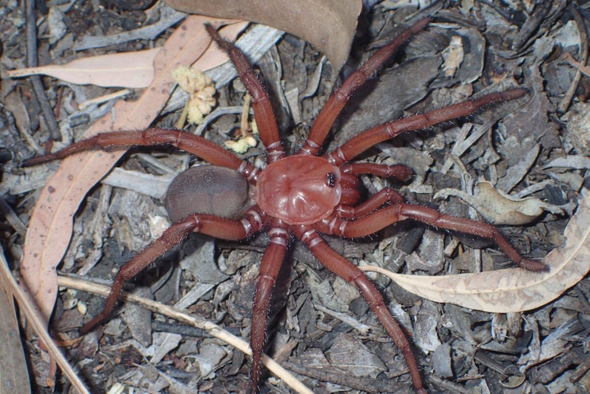 В Австралії вчені знайшли нового "рідкісного та гігантського" павука