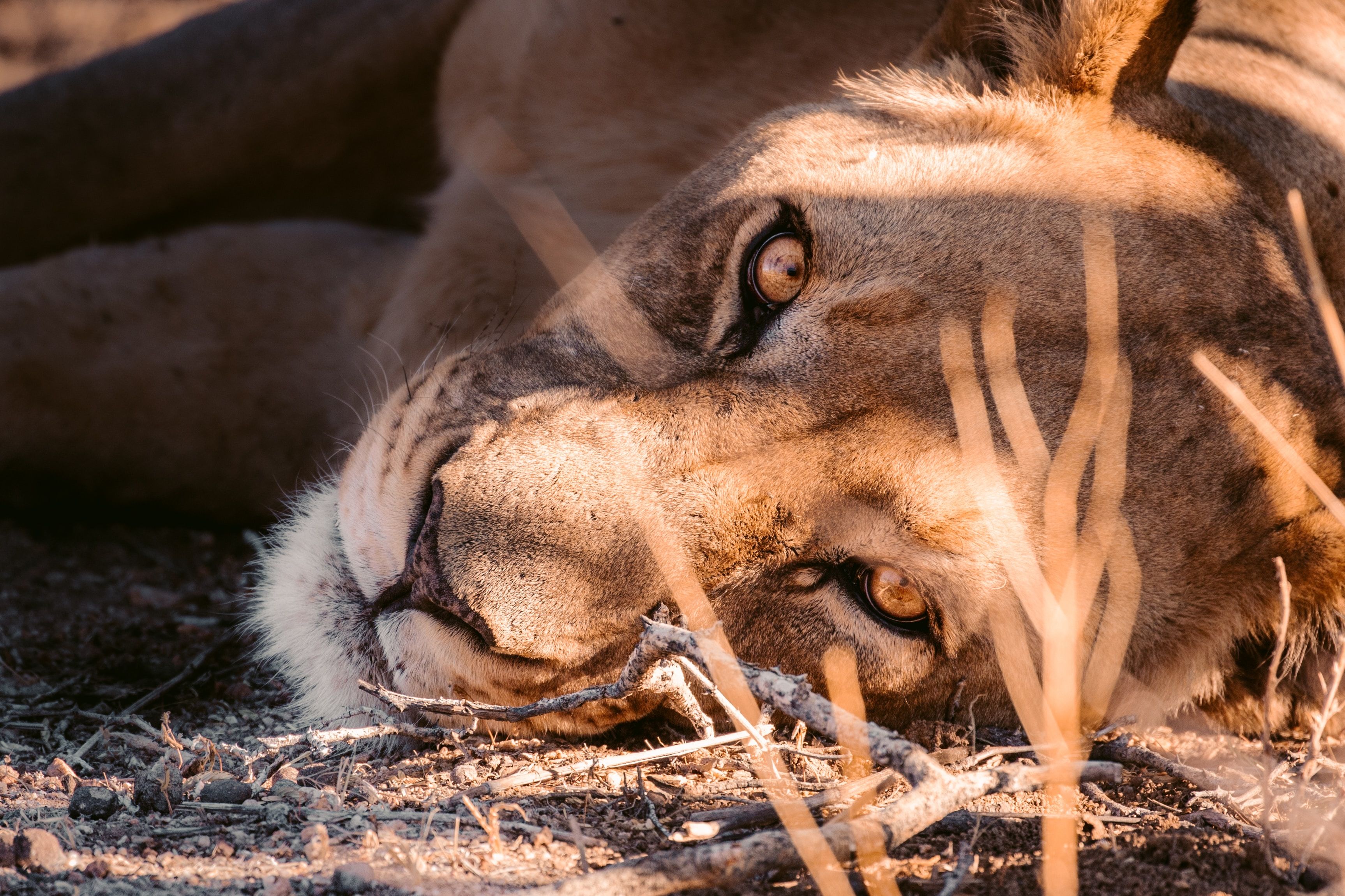 В ЮАР львица вытащила из реки двух своих малышей, которых забрало течение