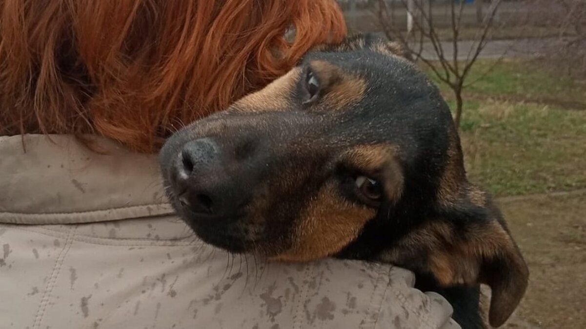 В Харькове расследуют жестокое обращение с собакой