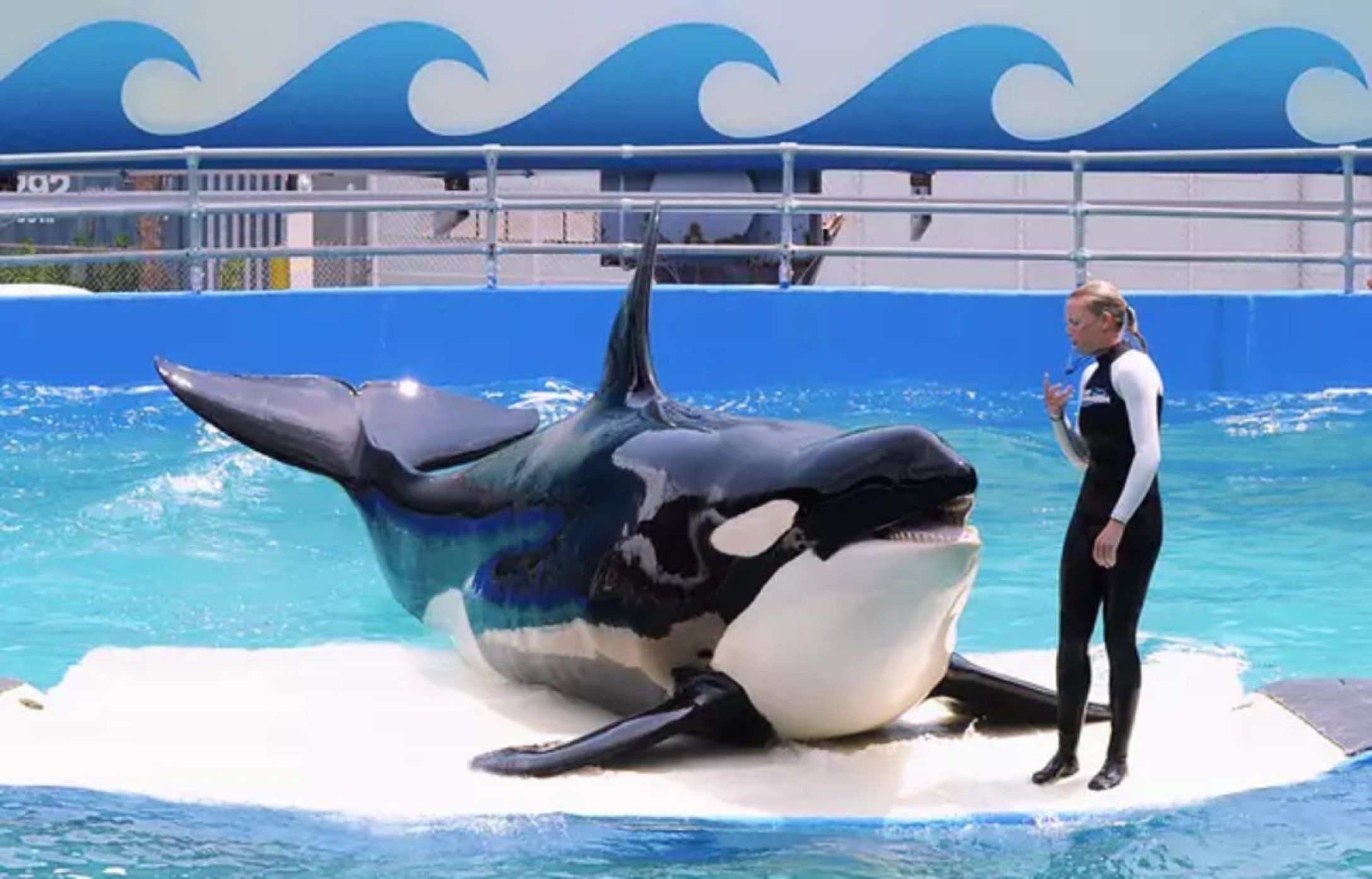 В США випустять у "рідні води" одну з найстаріших косаток В США випустять у "рідні води" одну з найстаріших косаток