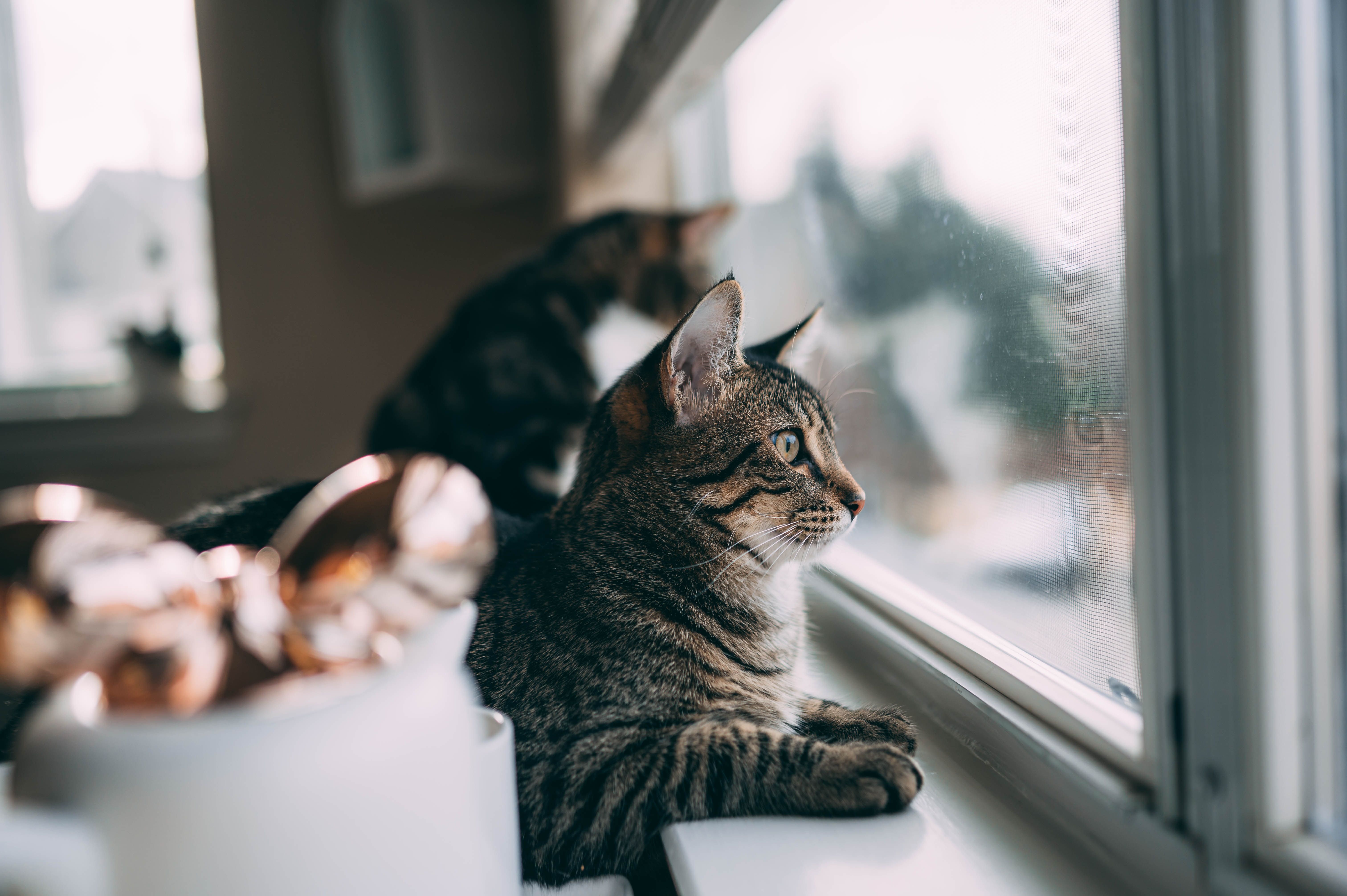 Чому коти "божеволіють", коли дивляться у вікно