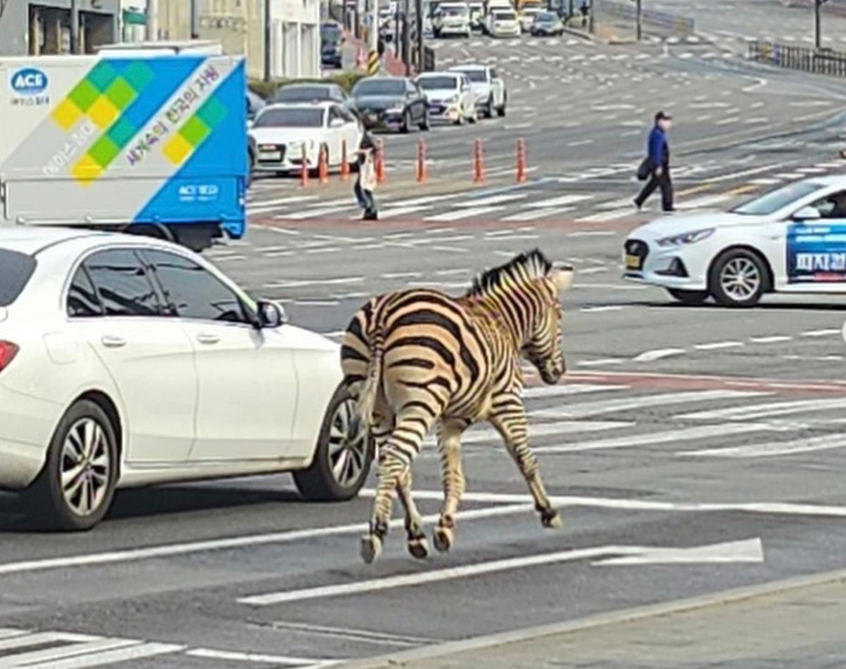 Зебра сбежала из зоопарка и 3 часа гуляла по улицам Сеула