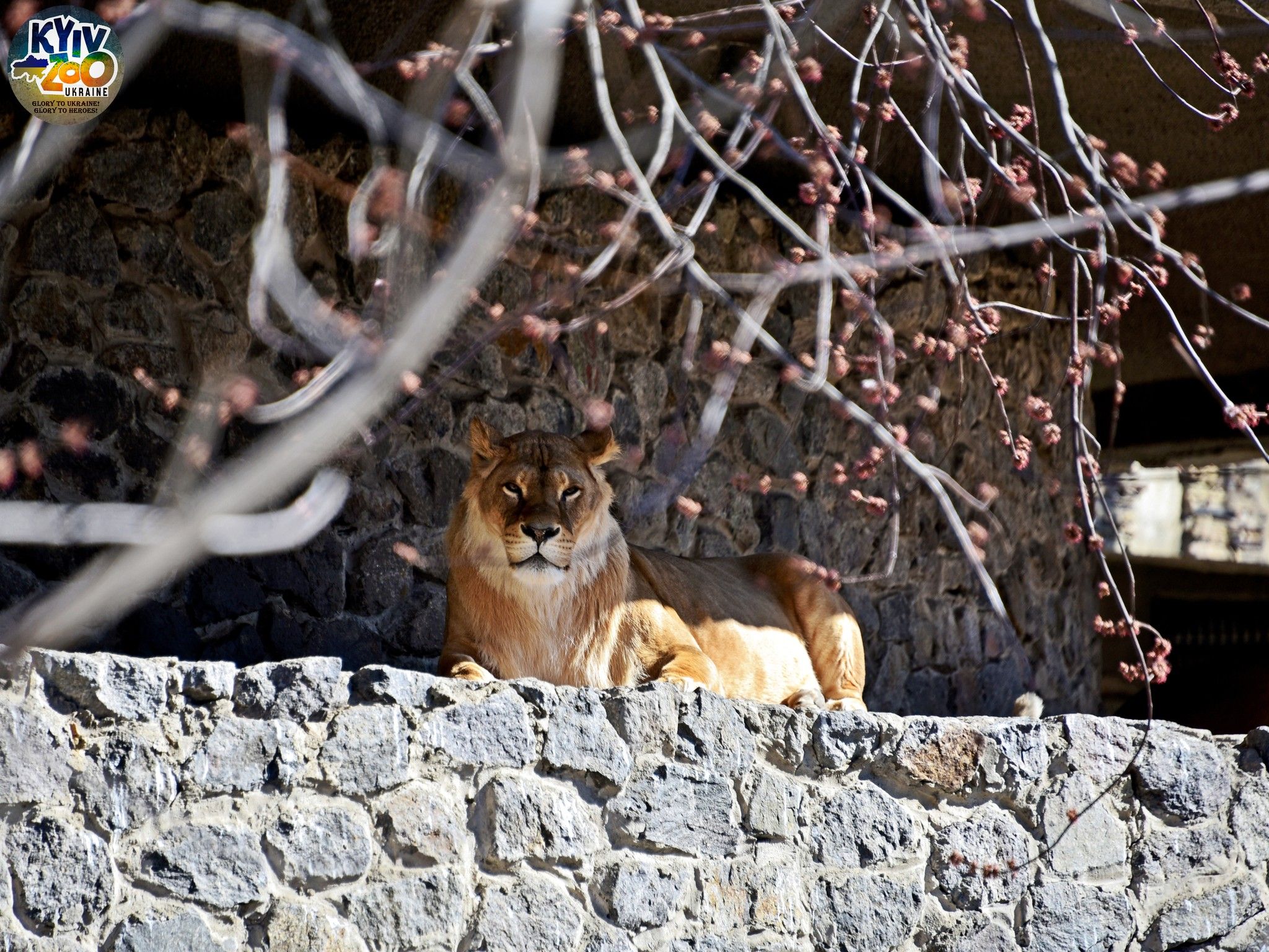 У Київський зоопарк прийшла весна У Київський зоопарк прийшла весна