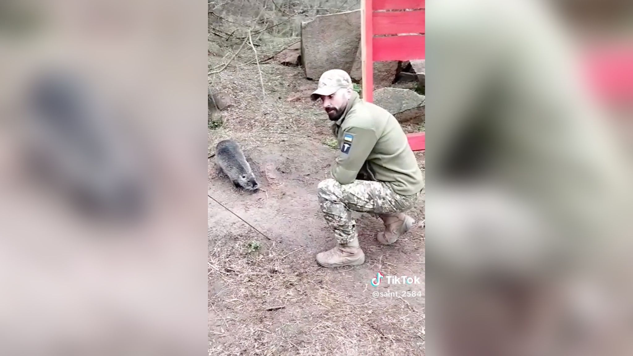 Боец пытается приручить дикую нутрию Боец пытается приручить дикую нутрию