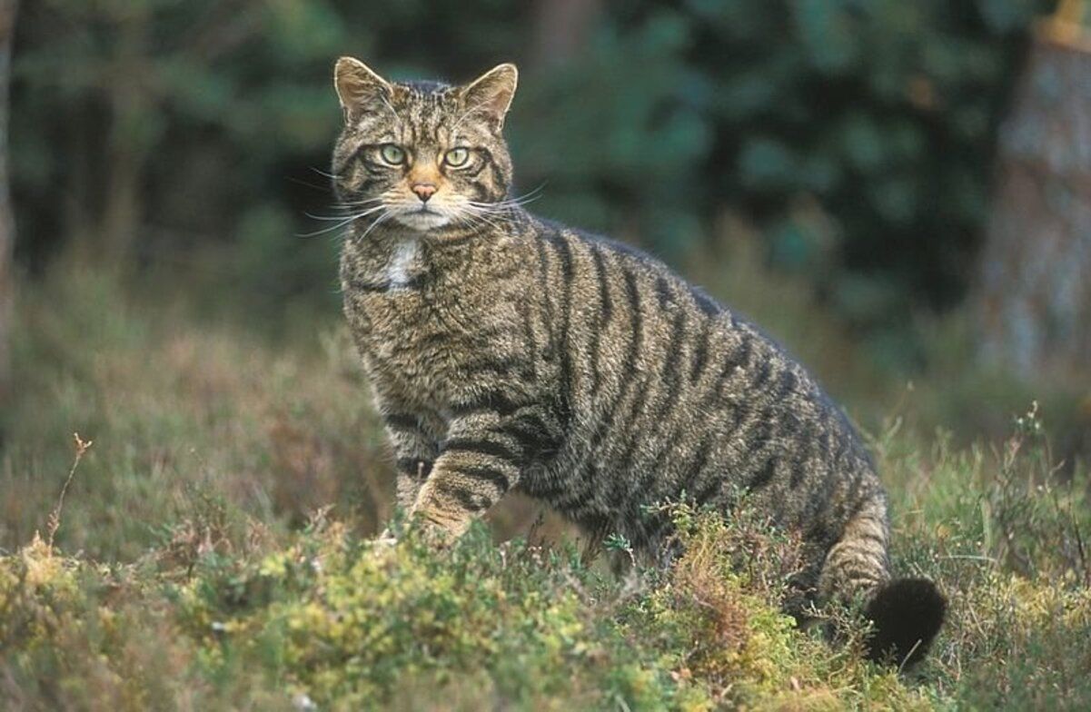 Кот лесной Кот лесной