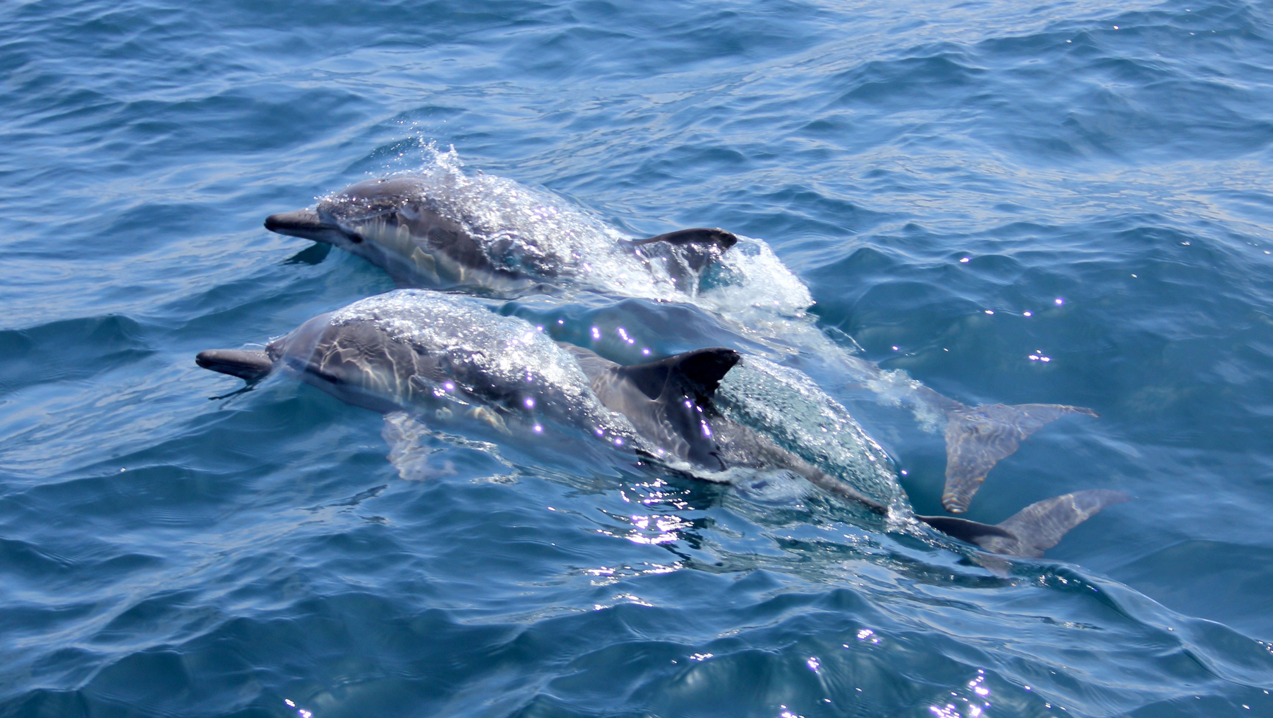 Из-за войны морские животные в Черном море на грани исчезновения