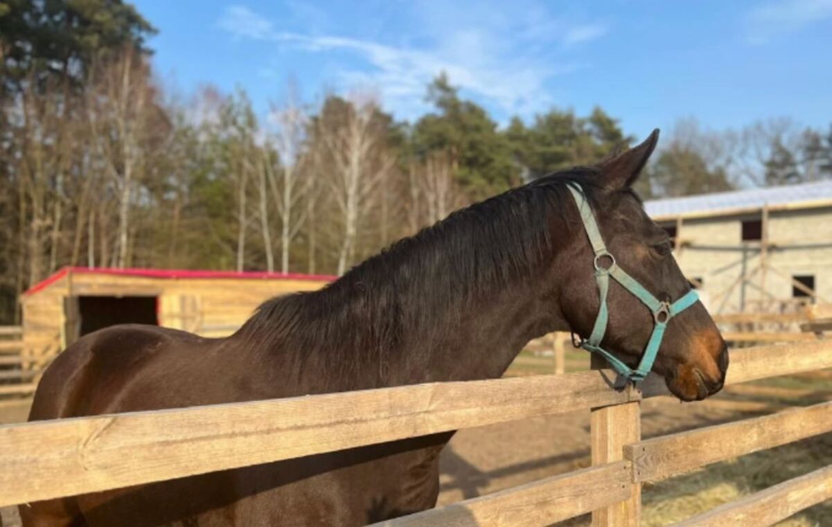 Во Львовской области откроют еще один приют для животных Во Львовской области откроют еще один приют для животных