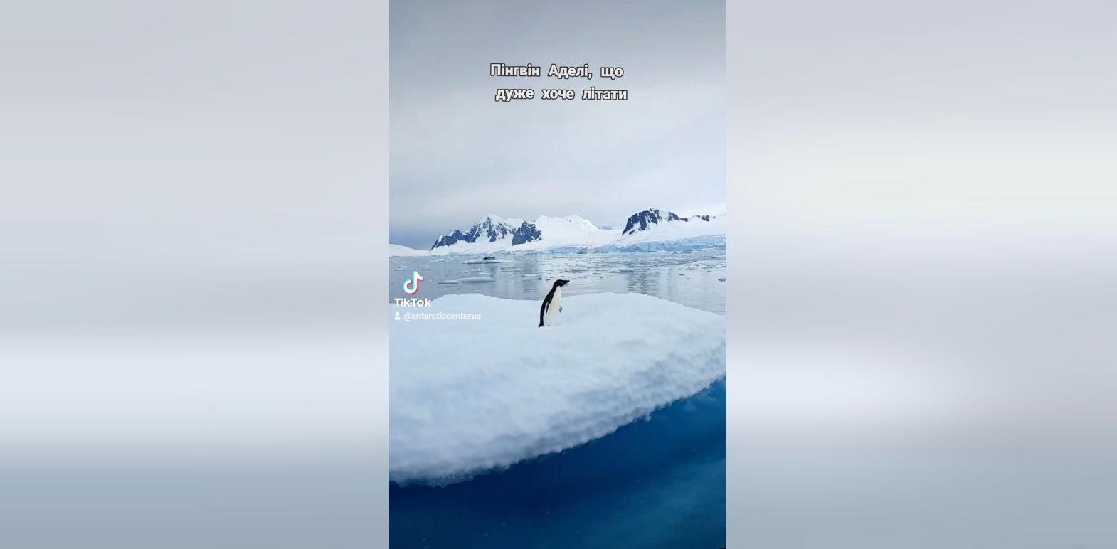 Полярники показали пингвина, отчаянно пытающегося взлететь