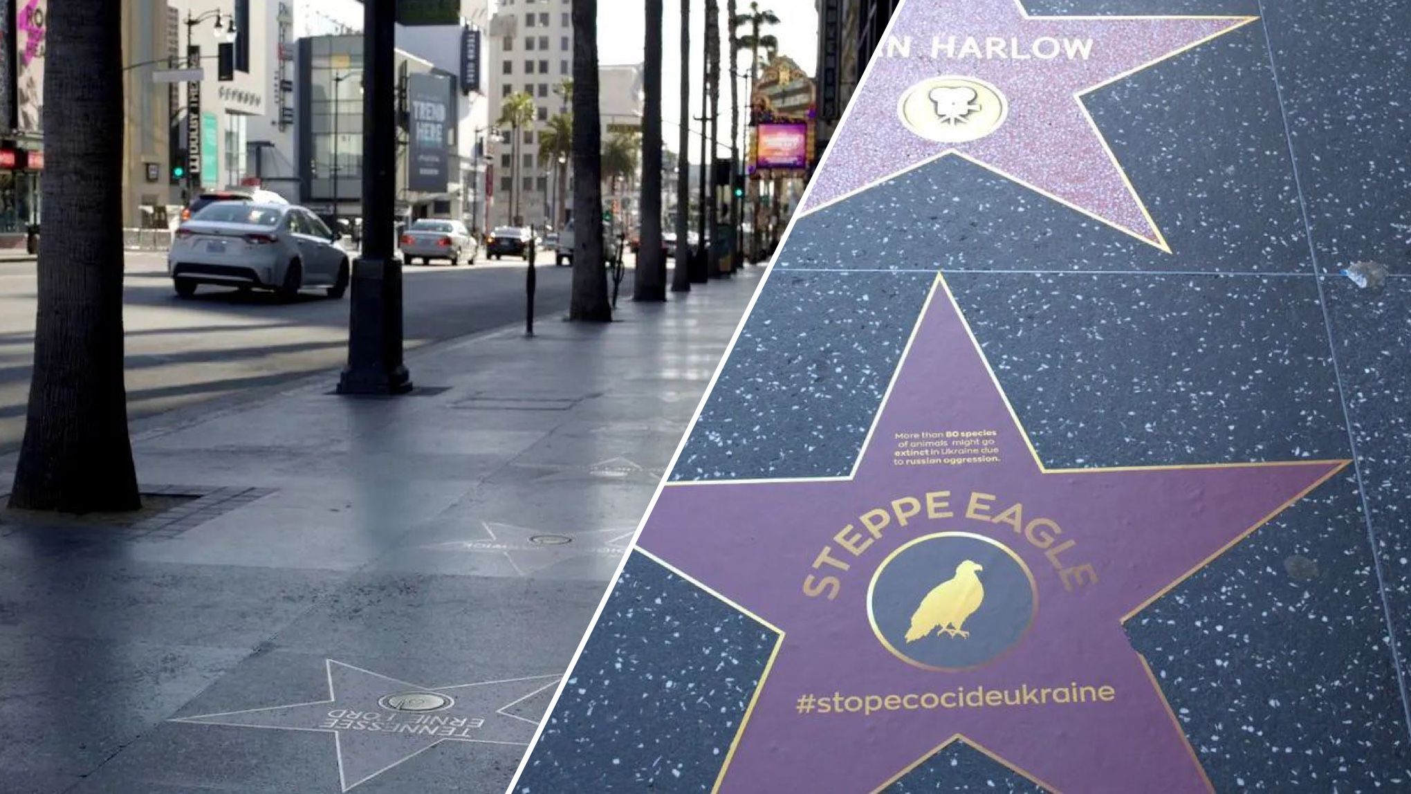 На Алеї слави у Голлівуді з'явилися зірки, присвячені українським тваринам На Алеї слави у Голлівуді з'явилися зірки, присвячені українським тваринам