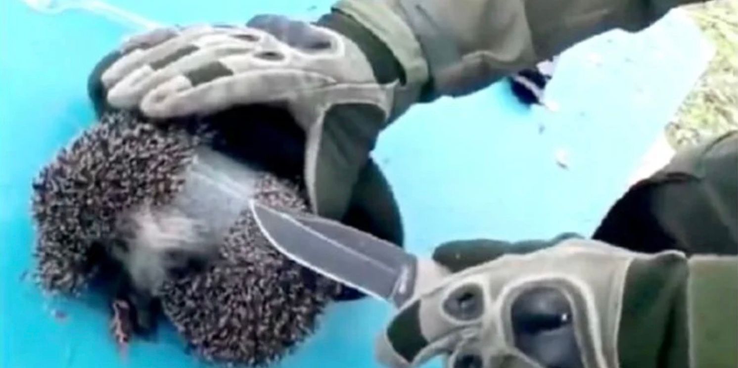 Бійці ЗСУ провели "спецоперацію" з порятунку їжачка Бійці ЗСУ провели "спецоперацію" з порятунку їжачка