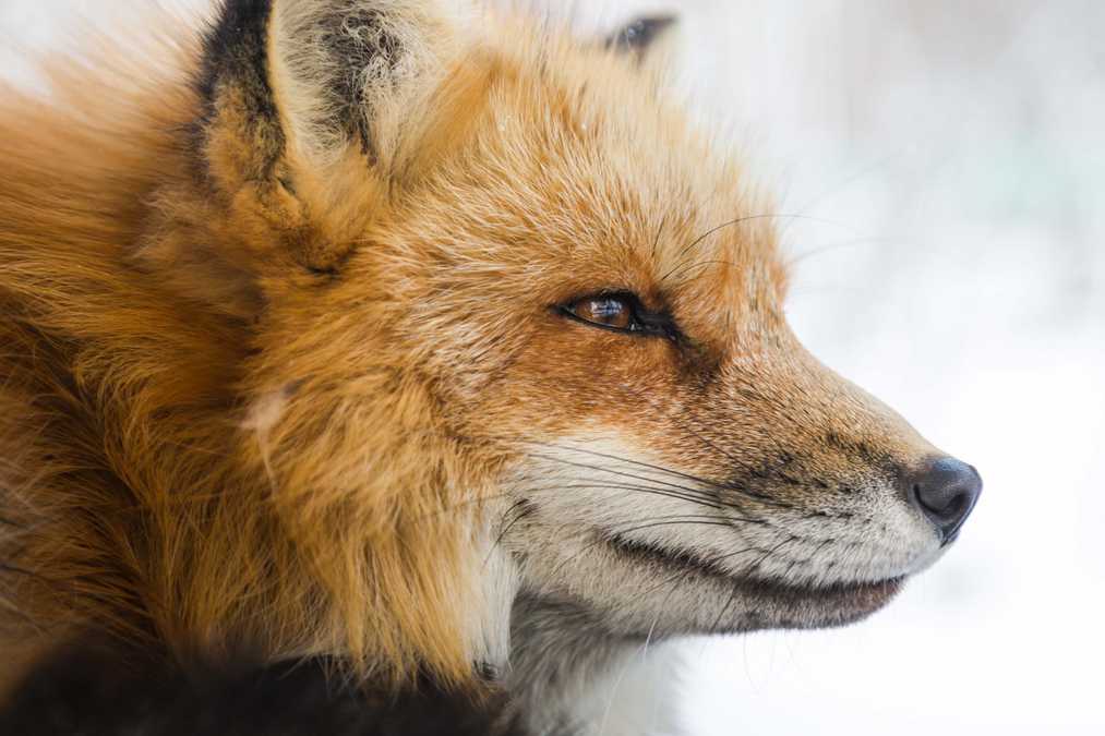 В Чернобыле показали всеядного хищника на охоте - Pets