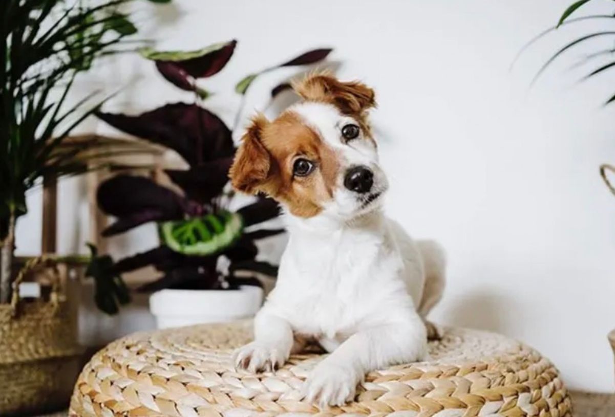 Почему собаки наклоняют голову, когда мы к ним говорим Почему собаки наклоняют голову, когда мы к ним говорим